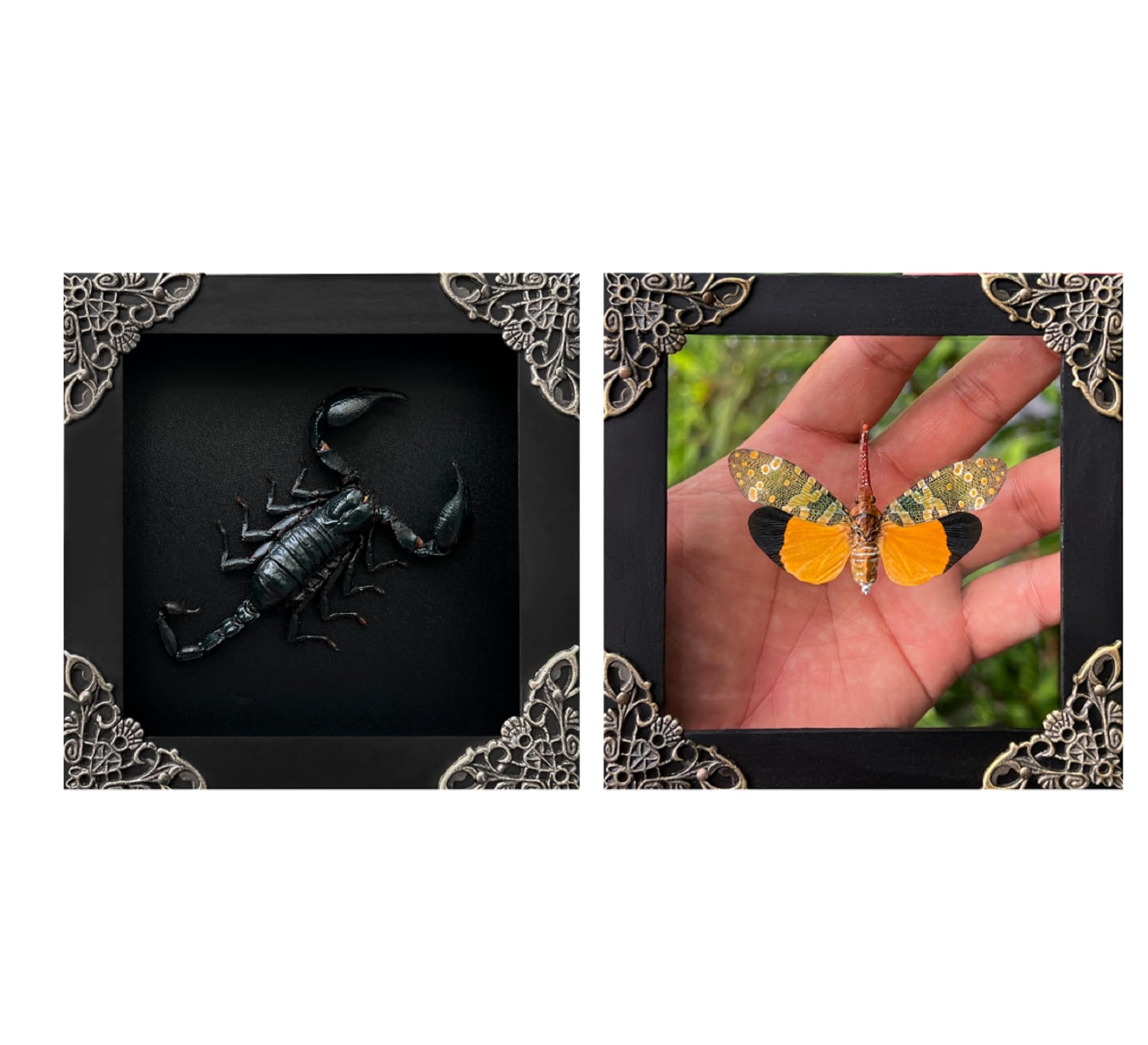Amazon.com: 2 Real Scorpion Lanternfly Butterfly Glass Frames Dead