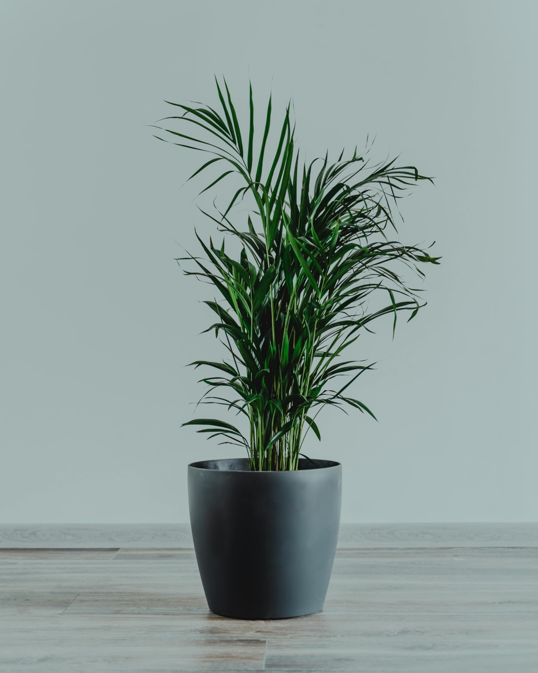 Areca Palm Indoor Plant for Air Purification, Home, Office, Balcony, Pack of 1, Without Pot-image-4