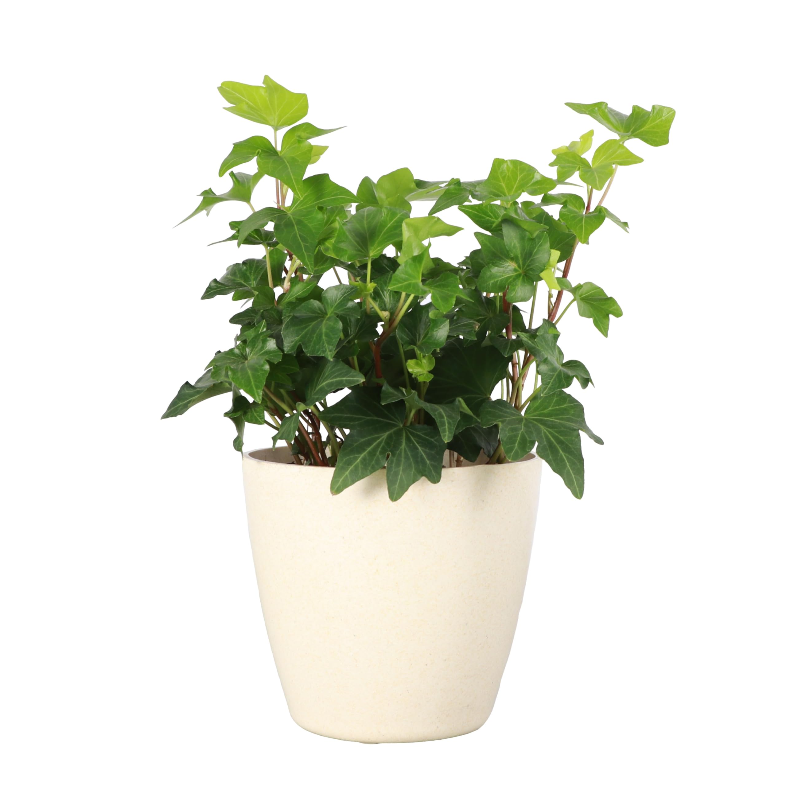 Live Hahn's Green Ivy Plant, Vining Indoor Plant, 4" Pot