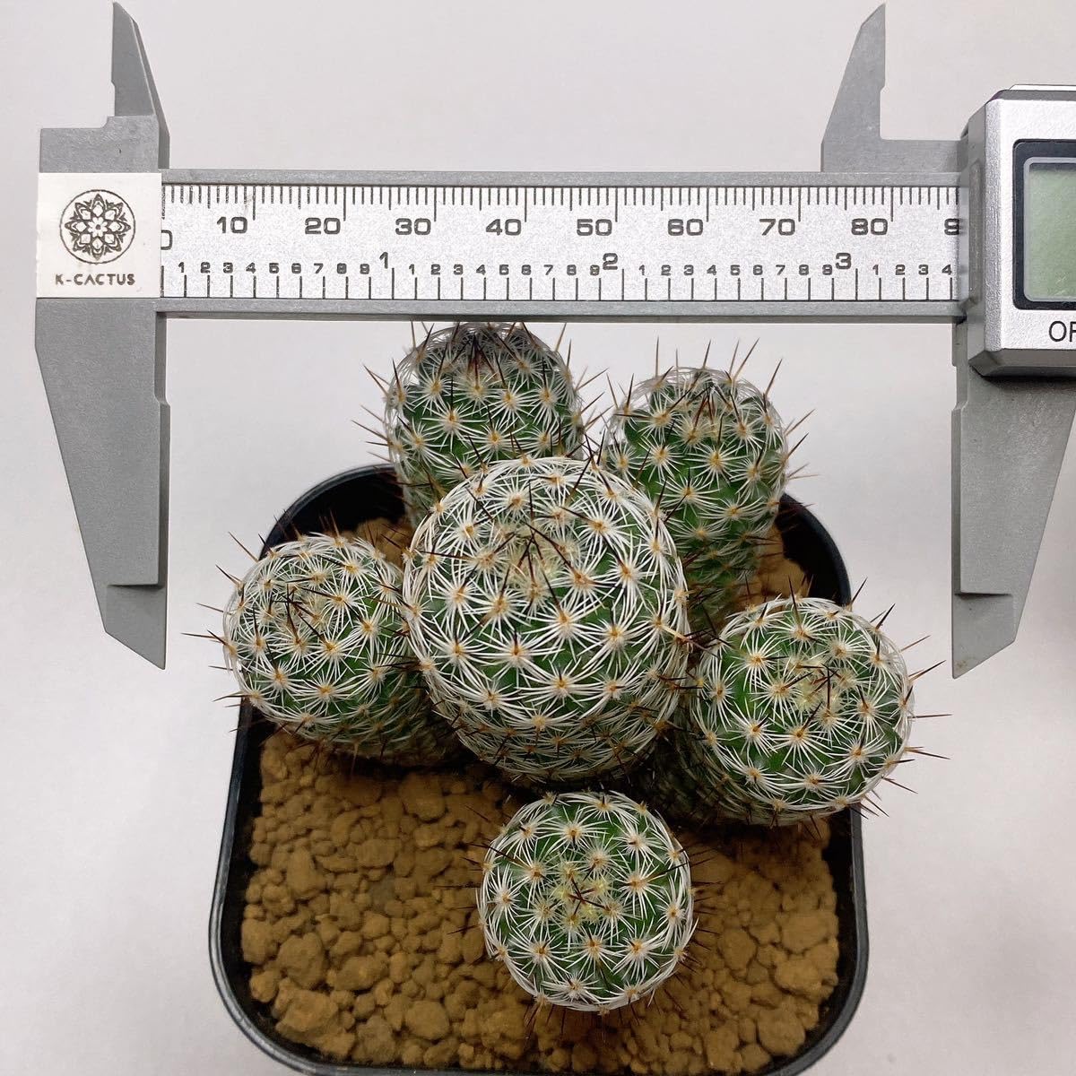Amazon.co.jp: 多肉植物 サボテン 内裏玉(だいりぎょく) マミラリア 