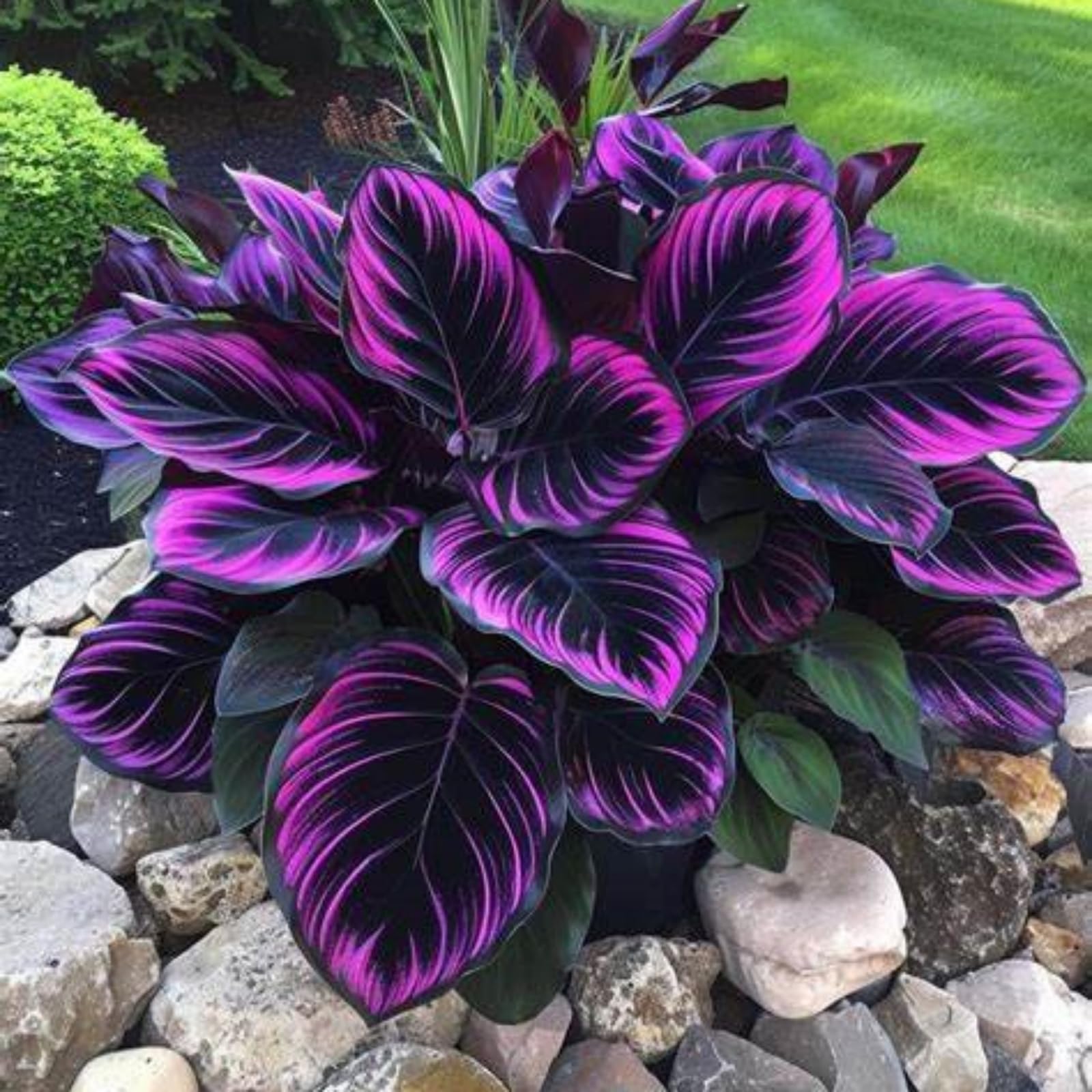 Hosta/Crop for Planting Now UK/Strong Plants That Grow Well/Mix Golden Jade Carving Feels
