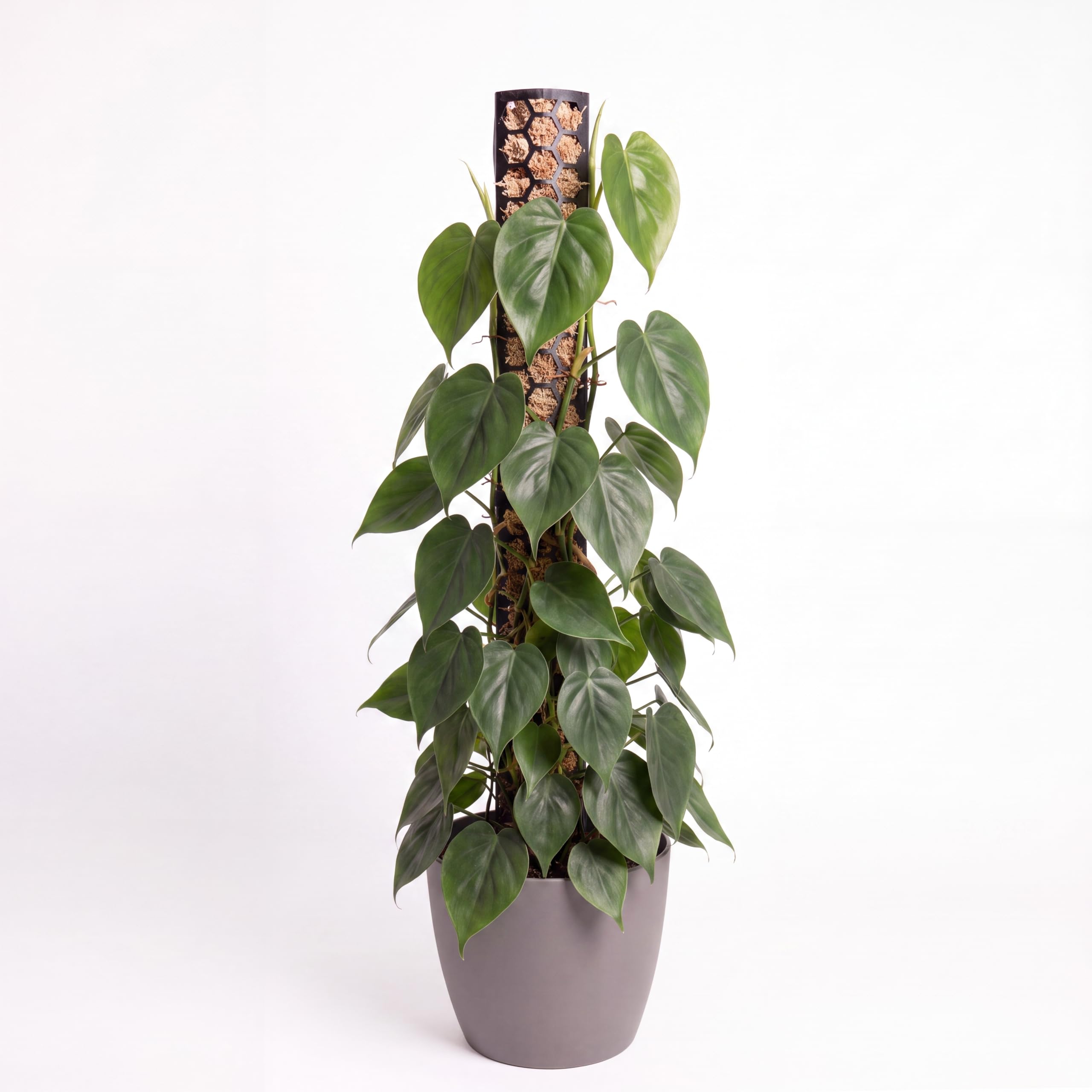 Bastone di muschio per rampicanti Monstera, piante da interni, piante rampicanti, edera e muschio, supporto per piante, palo di muschio, aiuto per piante da interni, filodendro (nero)