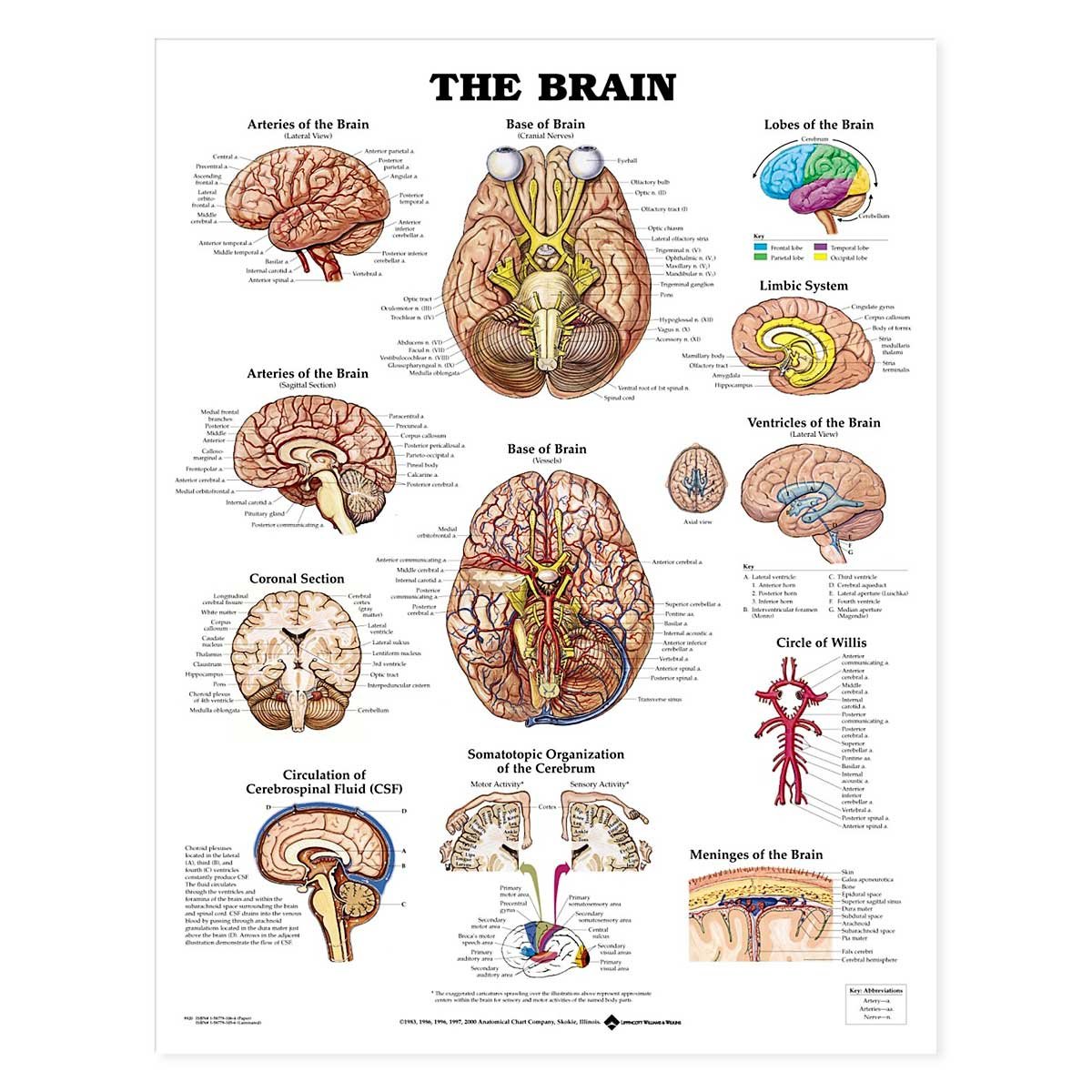 ACC The Brain Anatomical Chart