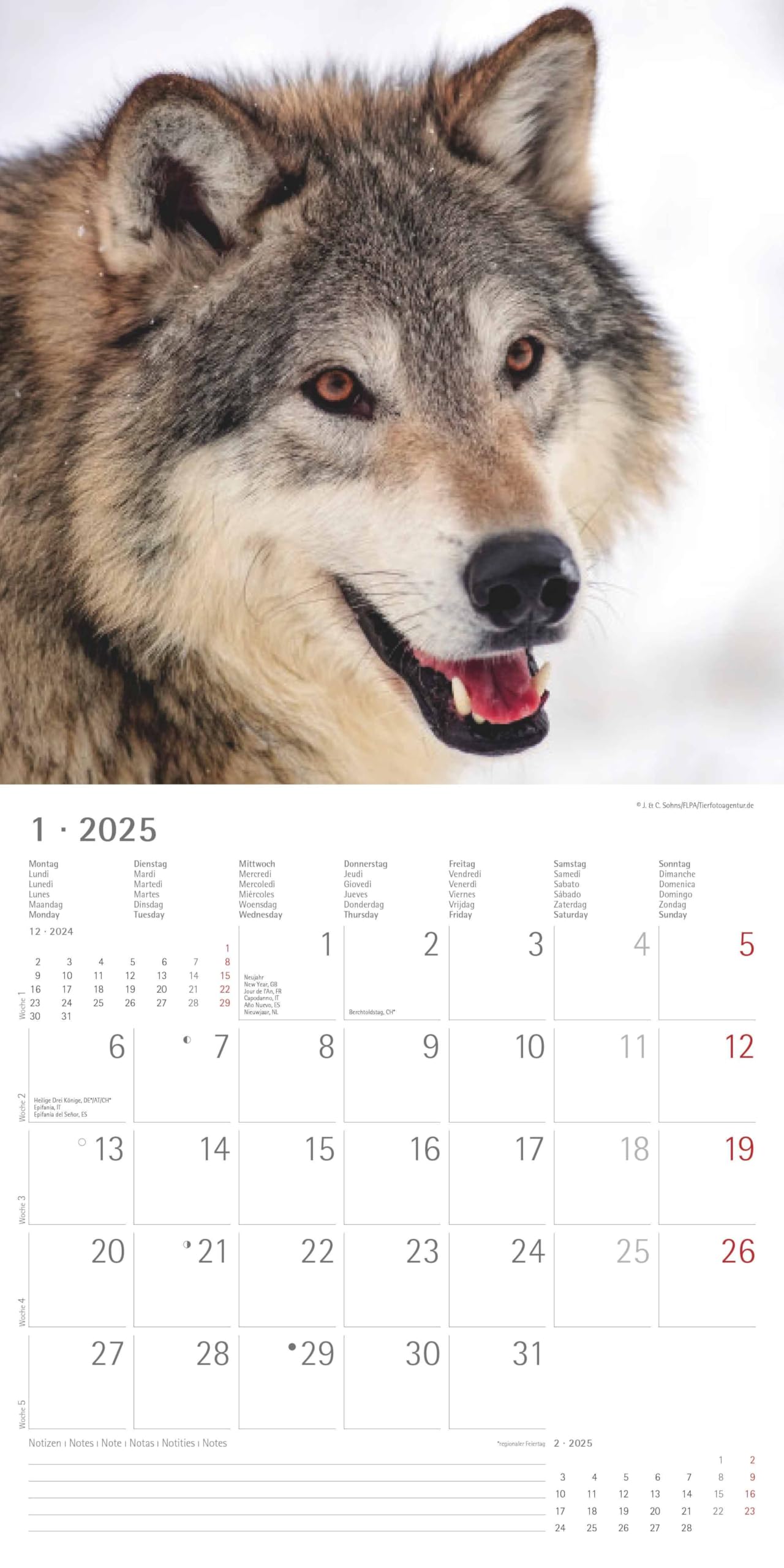 Wölfe 2025 - Broschürenkalender 30x30 cm (30x60 geöffnet) - Kalender mit Platz für Notizen - Wolves - Bildkalender - Wandplaner - Alpha Edition