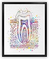 Vista 1 de Dignovel Studios Diagrama de sección transversal de diente humano sin marco de 11 x 14 pulgadas, imagen de diagrama de impresión artística