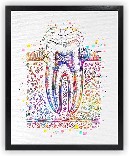 Dignovel Studios Diagrama de sección transversal de diente humano sin marco de 11 x 14 pulgadas, imagen de diagrama de impresión artística de