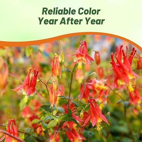 Miniatura 5 de Outsidepride Semillas de columbina roja oriental – 2000 piezas de semillas de flores perennes, fáciles de cultivar para plantar, adecuadas para