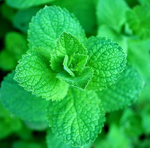 Más de 1000 semillas de Manzana Menta Mentha Rotundifolia Mint Bowle para plantar