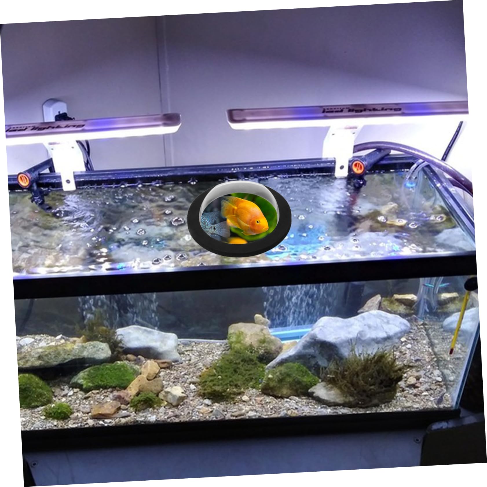 Happyyami 2pezzi Dome Galleggiante Per Pesci Acrilico Trasparente Con Base Nera Accessorio Per e Laghetti Pratico Per Decorazione e Protezione Delle Piante Acquatiche