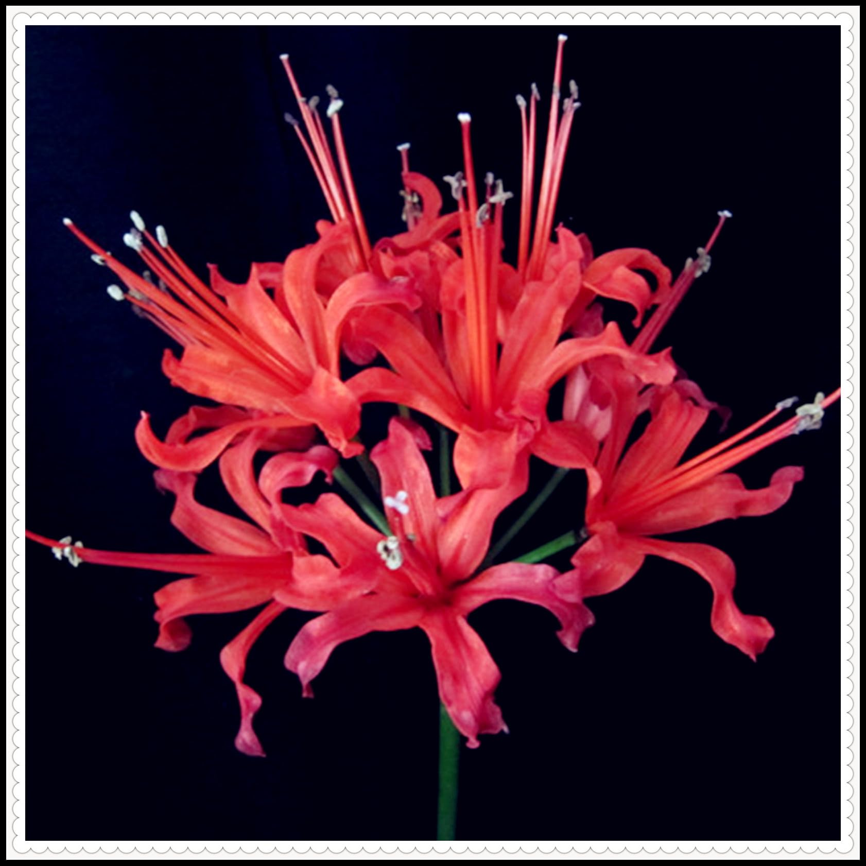 Lycoris Radiata Bulbs for Sale/Natural Organic/Wedding Flowers/Good for Containers/Lycoris Bulbs for Planting/Excellent Display-2 Bulbs-E