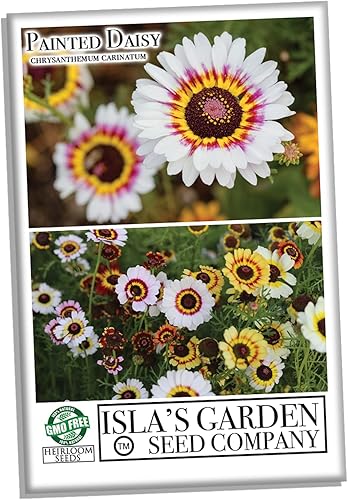 Miniatura 2 de Semillas de flores Painted Daisy para plantar más de 500 semillas de flores por paquete semillas de jardín Islas Garden Seeds semillas sin OMG y