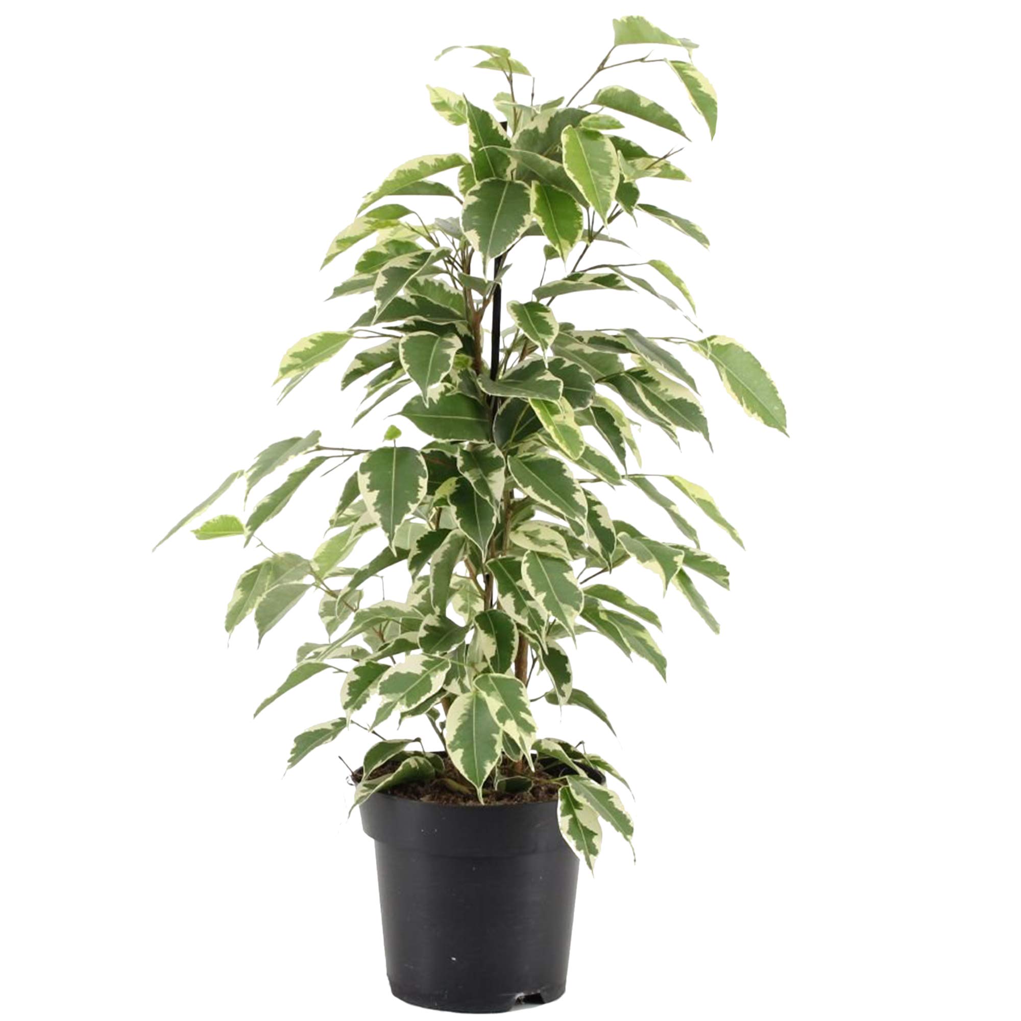 Ficus Starlight - Variegated Weeping Fig - Indoor Houseplant for Home or Office - Potted Plants for Small and Large Spaces - Green and White Foliage Leaves (30-40cm Incl. Pot)