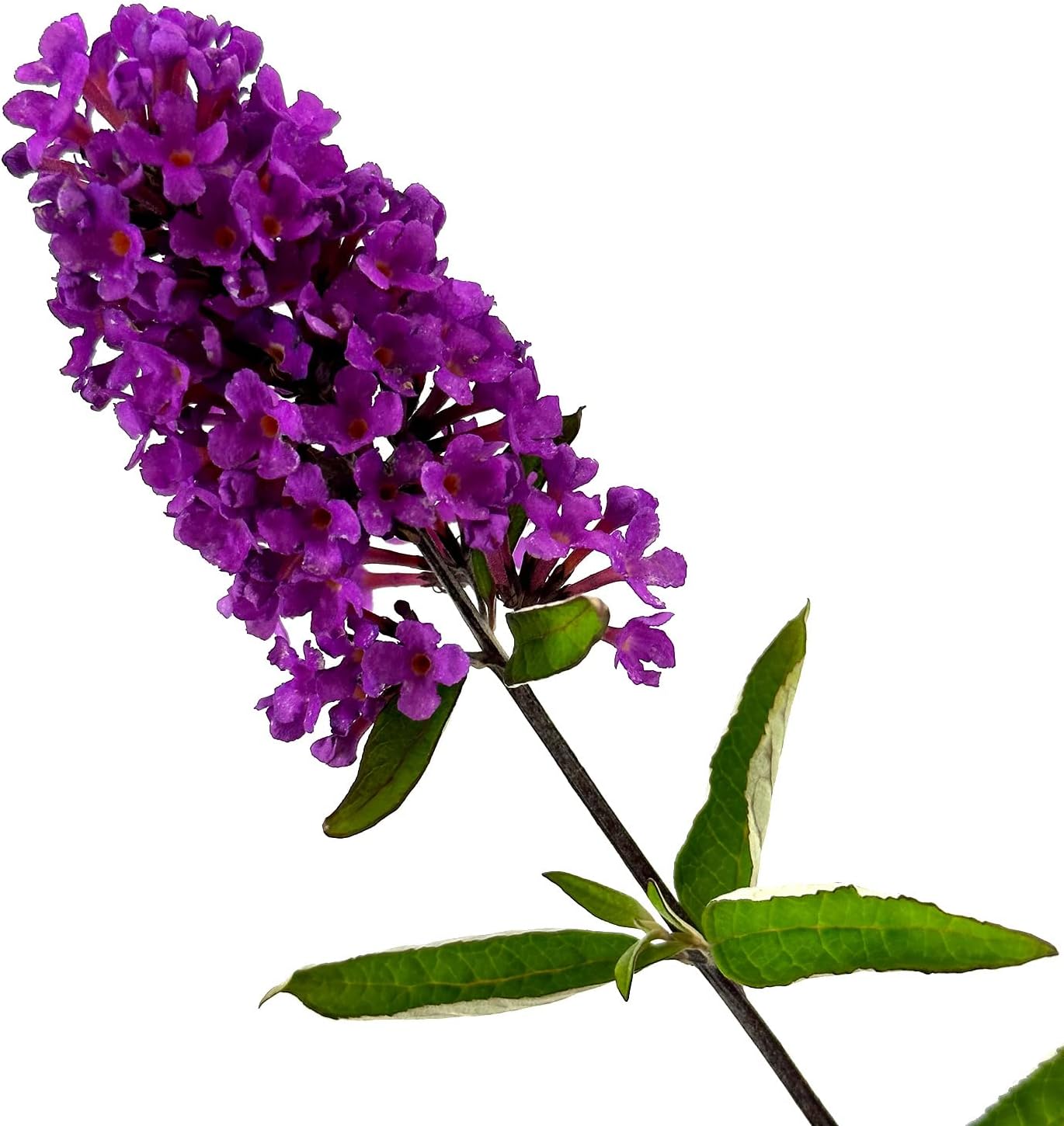 Blooming & Beautiful - Flutterby Petite Tutti Fruitti Pink Butterfly Bush - 3 gal - Star Plants - Bloomables - Deciduous - Violet Pink Flowers - Zones 5-10 - Buddleia 'Podras13' PP22177-3 Gallon Pot