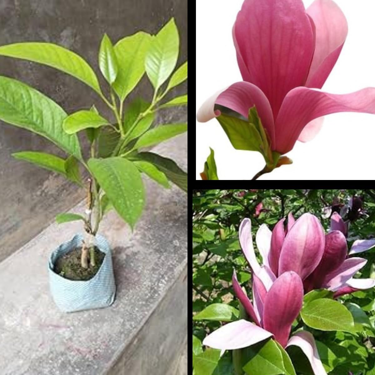 Live Pink Swarna Chapa Magnolia Champaca Flower Plant – Fragrant, Easy Maintenance, Fast-Growing, 1.5-3 Feet Height-image-23