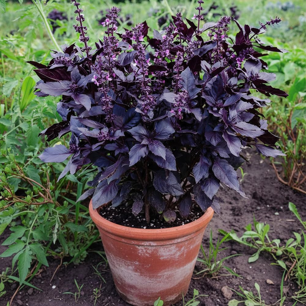 Basil ‘Dark Opal’ Seeds – Striking Deep Purple Leaves with Intense Aroma – Perfect Italian Variety for Culinary Use, Garnishing & Containers – Easy to Grow Herb for Indoors or Outdoors — image 1