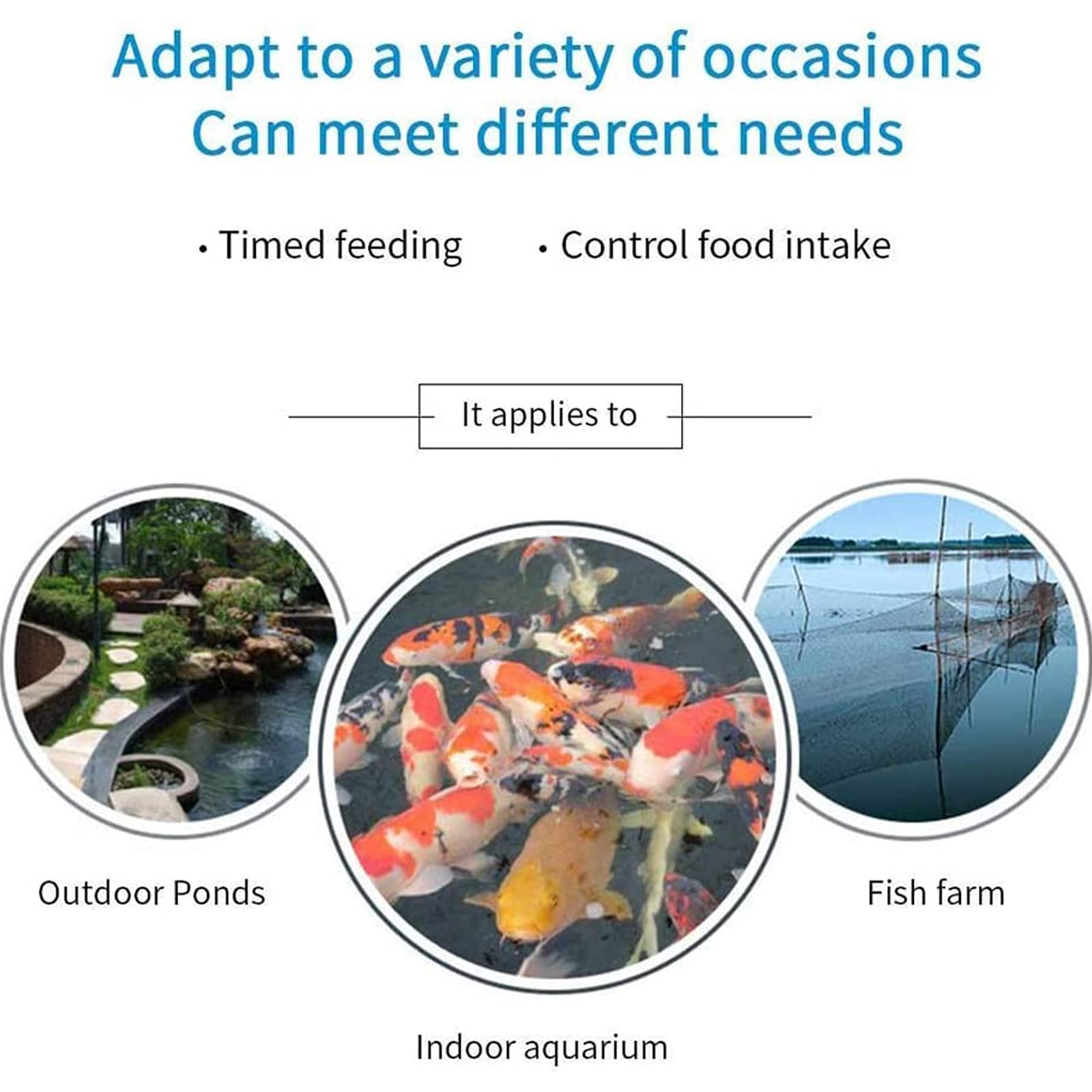 Best Automatic Fish Feeders (& What To Look For) Betta Care