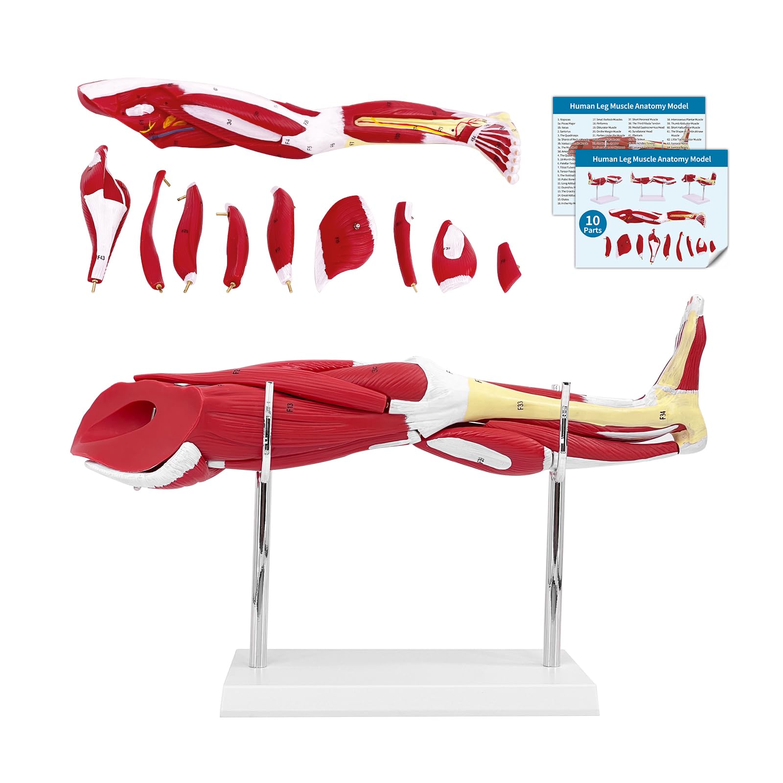 Modèle muscle des jambes AMITD en PVC pour enseignement 1/3