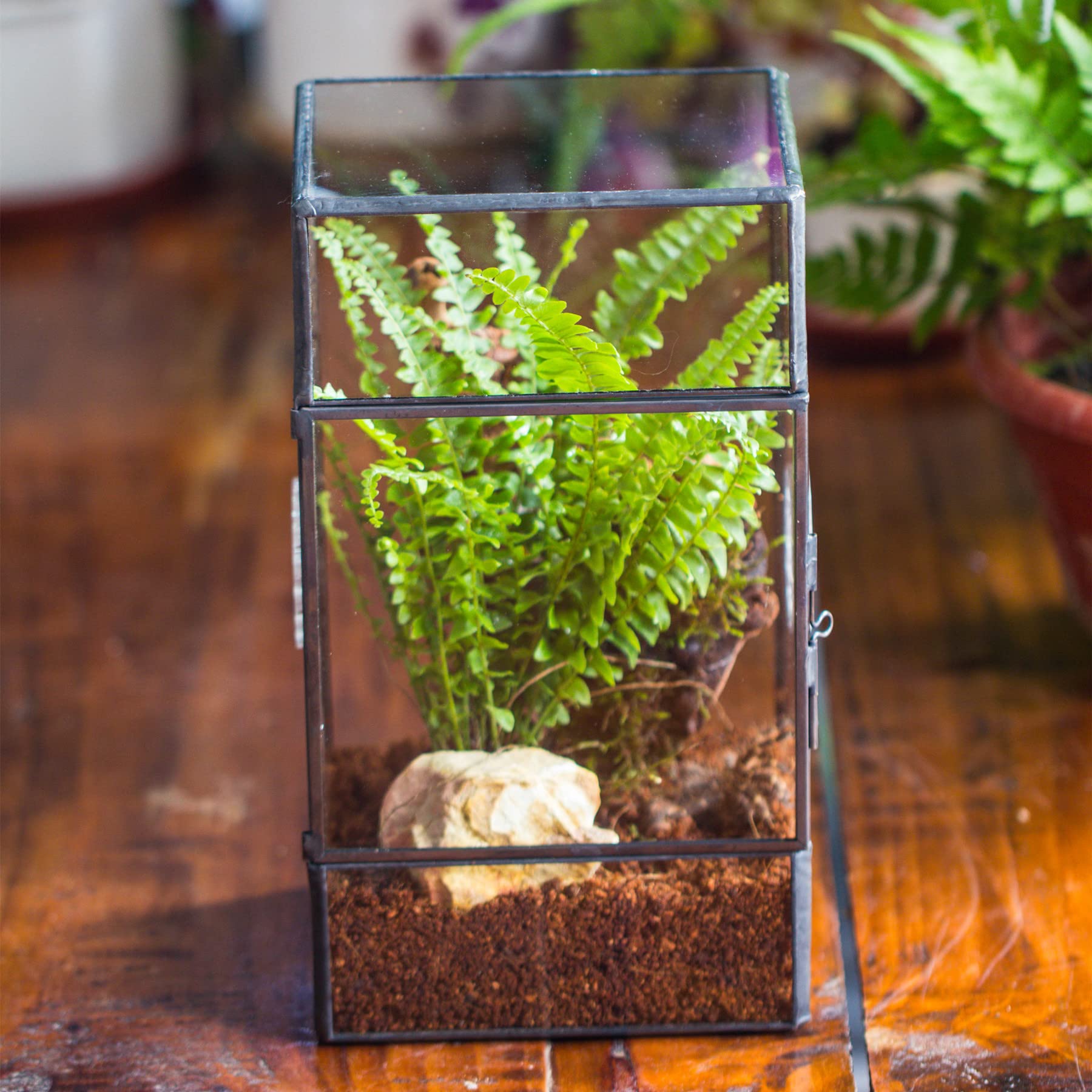 NCYP Glass Terrarium with Door and Three Vent Holes for Large Jumping