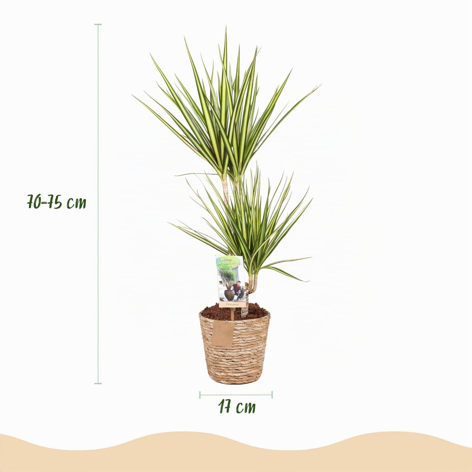Green boutiQ - Plantes d'intérieur - Dracaena Sunray - Dragonnier - Peu d'entretien - avec panier - Vert - jaune - 1 Plante - Pot 17cm - Hauteur 70-75cm