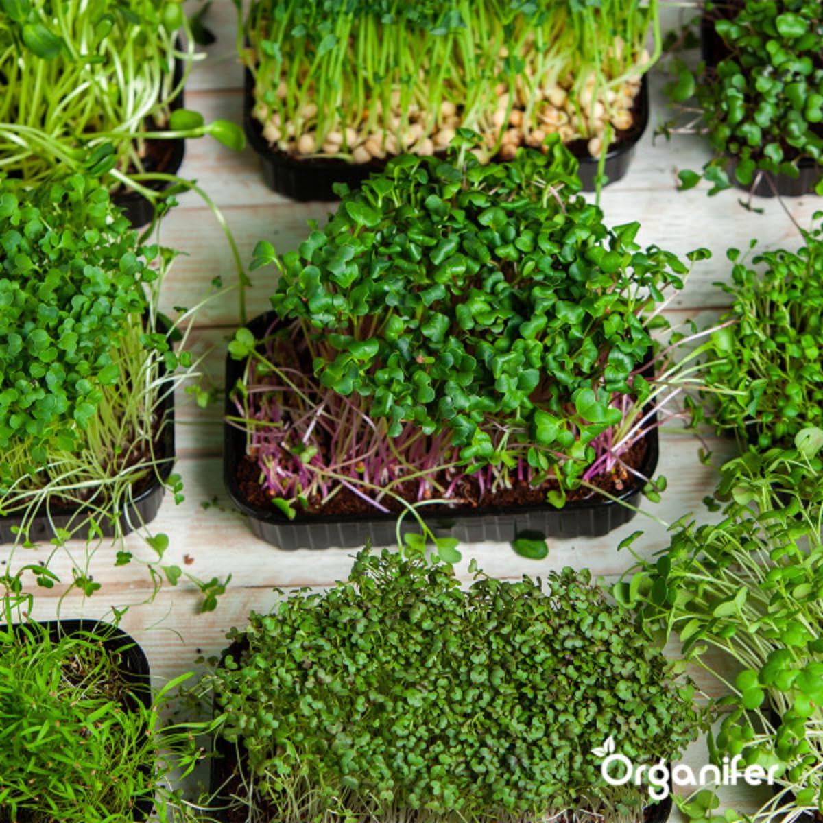 Paquete Microgreens (Babyleaf Y Micro Leaf) | Brotes - Semillas De Berros - Semillas De Huerta - Semillas De Lechuga - Semillas De Rábano - 12 Variedades - Organifer