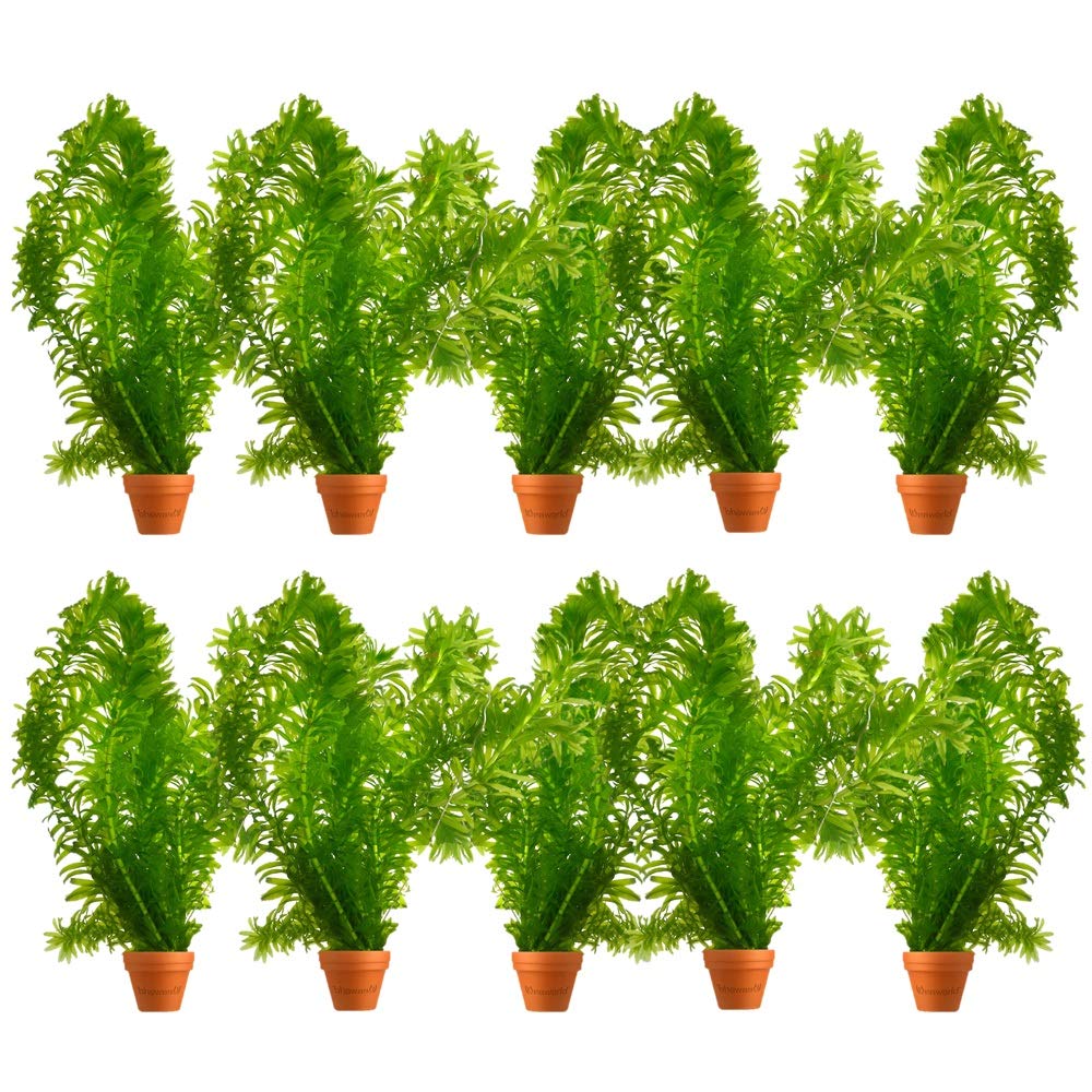 vdvelde - Elodea Egeria Densa - Set da 10 - Pianta Ossigenante per Laghetto & Acquario - Contro Alghe & per Acqua Limpida - Rustica - Pianta Subacquea