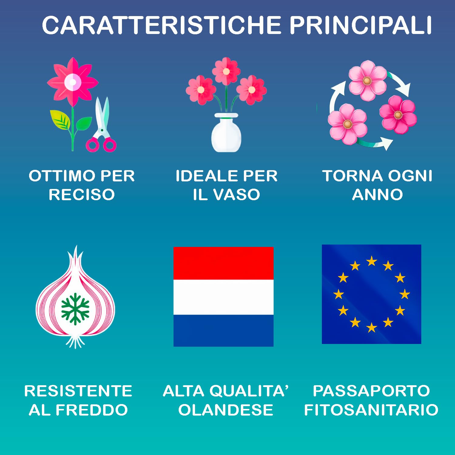 Bulbes de TULIPES | Bulbes des Meilleurs Producteurs Hollandais | Sélection Exclusive et Contrôle Qualité | Floraison Garantie (25 Bulbes de Tulipes Nuances de Rouge)