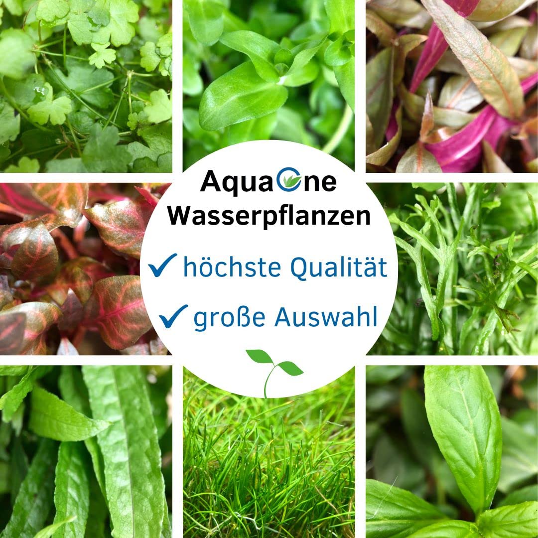 AquaOne Aquarium Pflanze 3 Stück Cryptocoryne wendtii 'Tropica' I Wasserpflanze Aquariumpflanze Rosette voll durchwurzelt einfach pflegeleicht Aquascaping Dekoration