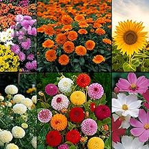 Flower Seeds Combo Pack – Chrysanthemum Mixes, Calendula, Sunflower, Marigold Double White, Zinnia Multicolor & Cosmos Sensation | Home Garden Seeds
