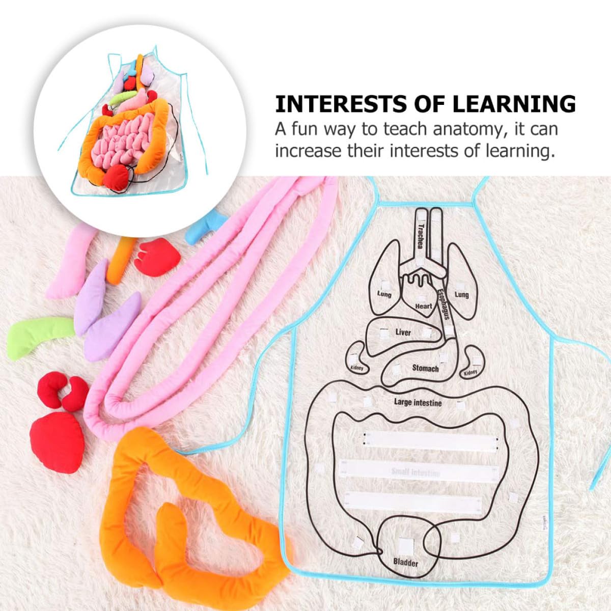 Delantal Educativo de Órganos del Cuerpo Humano 3D para Niños