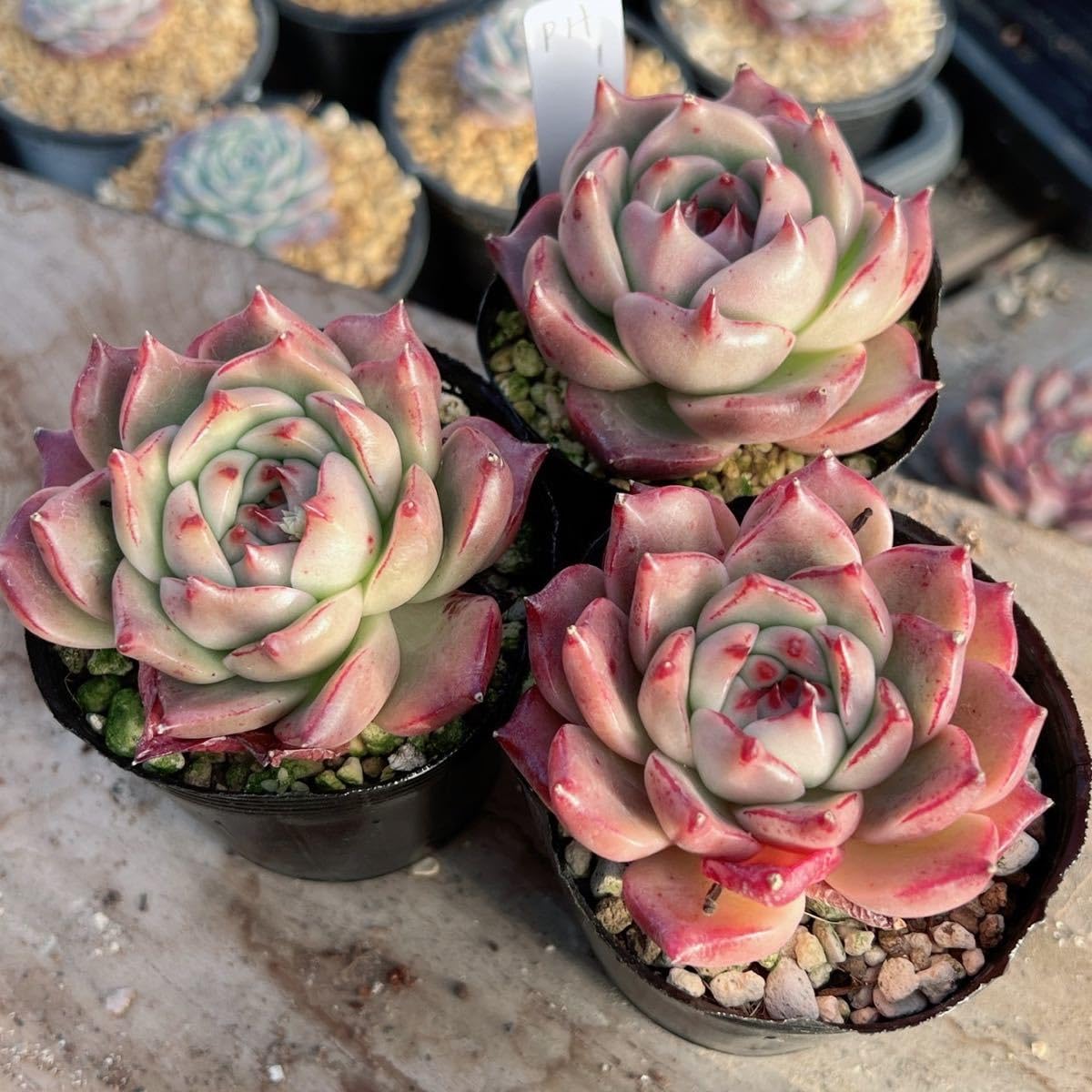 Sato　多肉植物　ビバーシェ　韓国苗 Amazon.co.jp: ！！多肉植物 ピンクハニー #PH 韓国苗 美苗