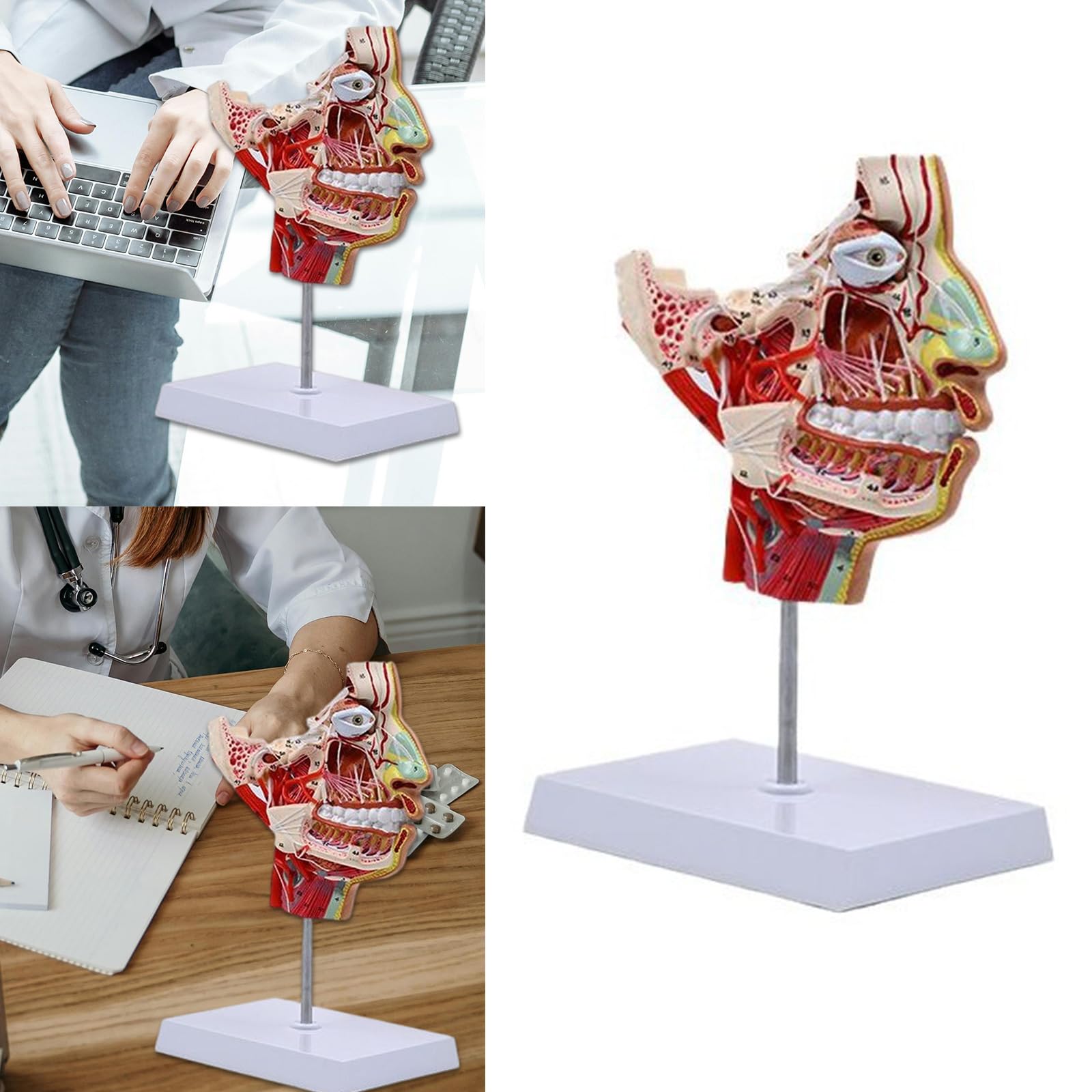 Montesy Human Chops-facials Vascular Blood Vessels Model Human Half Head Model Teaching Aid Human Anatomical Model
