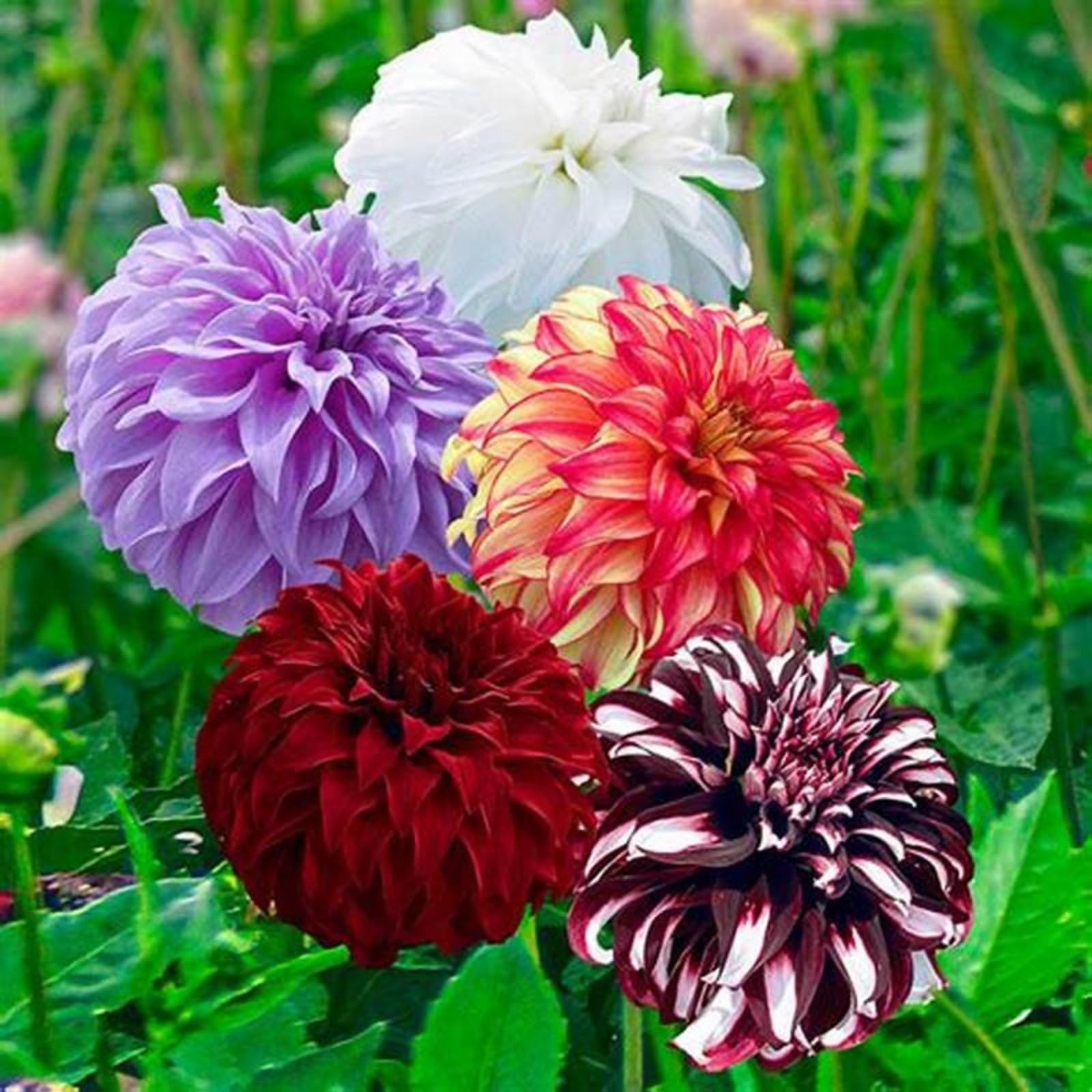 Dahlia Bulbs Mix for Planting Now UK,Hardy Perennial,Dahlia tubers Bulk,Strong Plants That Grow Well,Beauty of Garden,Wedding Flowers,Gift Ready-2bulbs-E