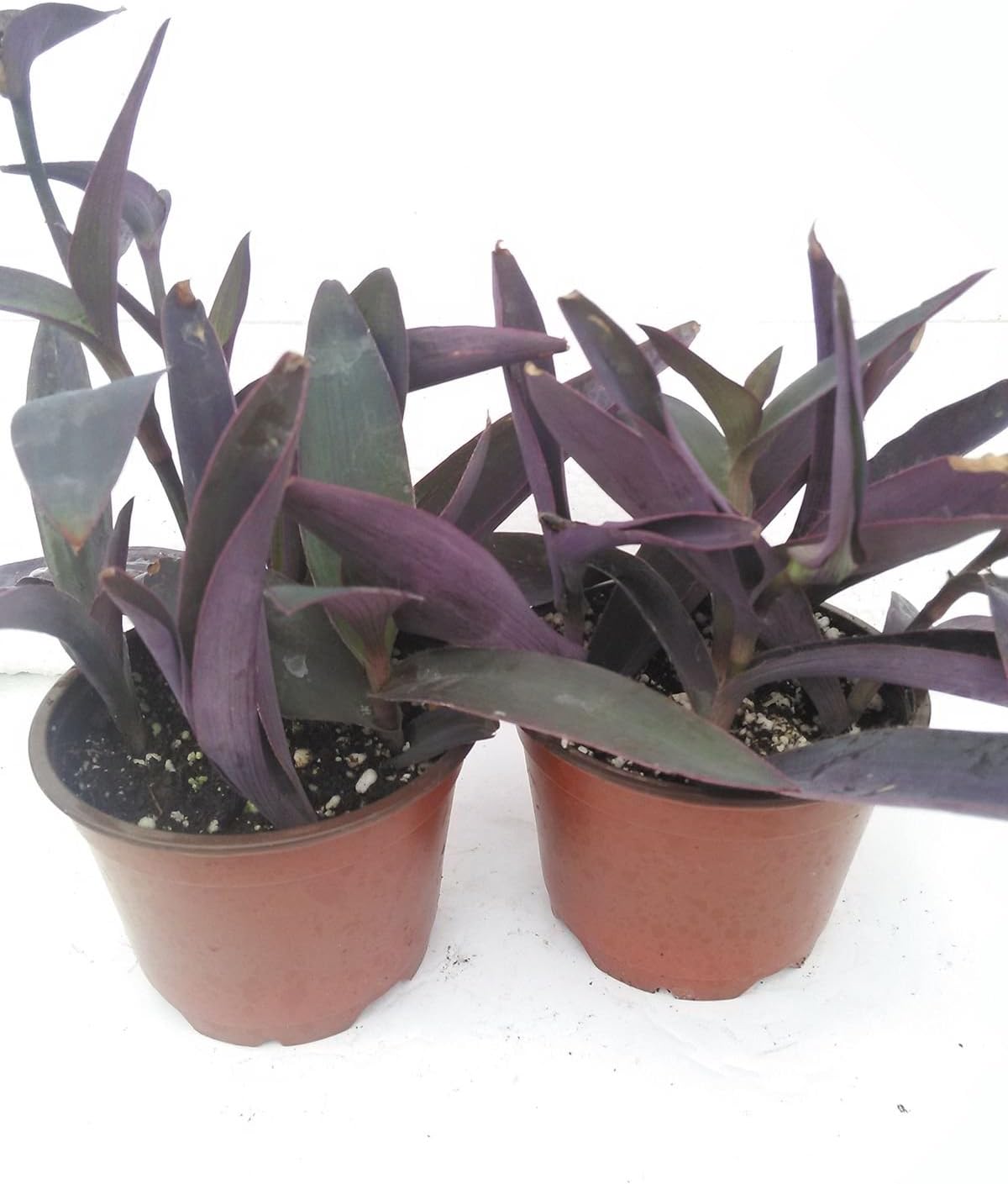 Two Purple Heart Live Plants Setcreasea Indoors or Out Easy 4"Pot Garden Plant