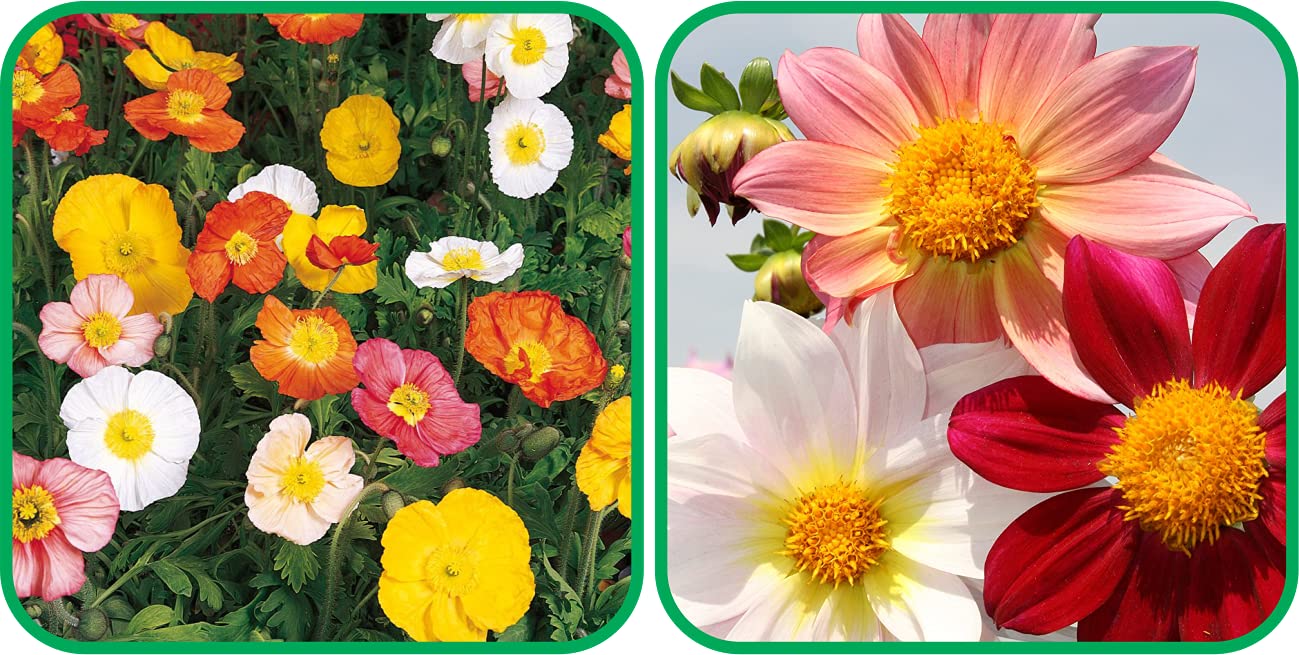 Aero Seeds Dahlia Mix Color And Poppy Iceland Mix Color Flower Seeds Pack (50 Seeds In Each Packet) (B0989Y6SF1) Amazon Price History, Amazon Price Tracker