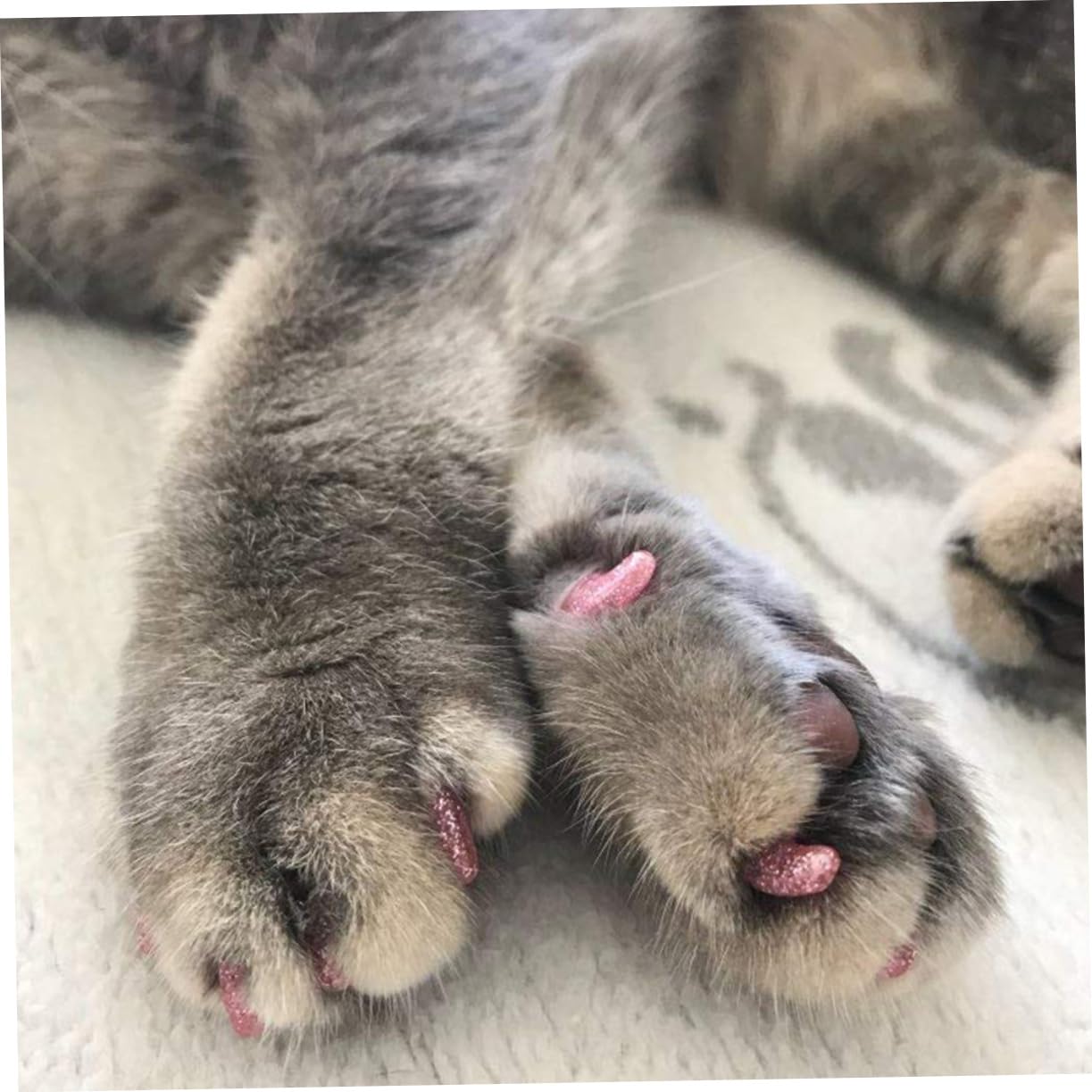 Kisangel 300 Pièces Casquettes à Griffes kit Ongles Capuchons d'ongles pour Animaux de Compagnie Casquettes de Griffe de Chat Capuchons d'ongles de Chats Couvre-Griffes de Chat