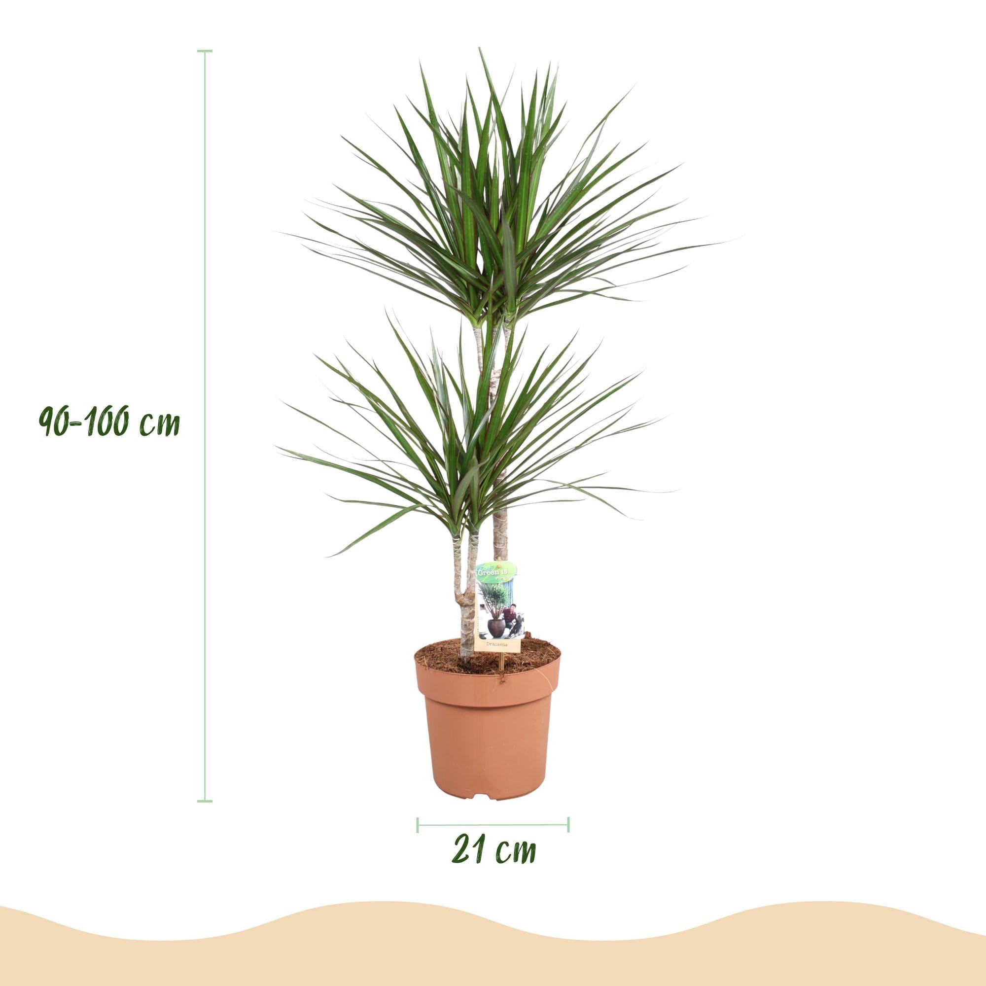 Dracaena Marginata – Drachenbaum – 21cm – Höhe 90-100cm – Pflegeleichte grün – rote Zimmerpflanze für moderne Wohnräume und Bürobereiche