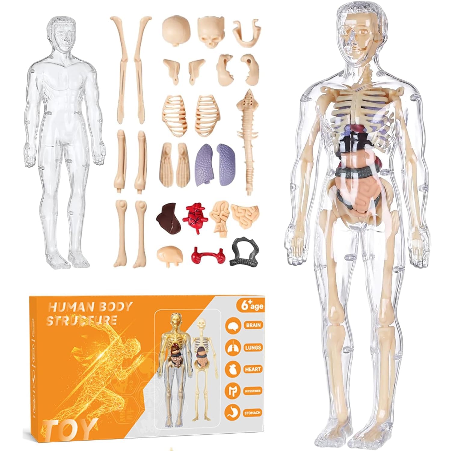 Shop Home Essentials Clear Human Body Structure Model - Skeleton Toys for 6+ Year Old | 3D Human Body Model for Kids | DIY Stem Educational Science Project Model | Best Birthday Gift for Boys & Girls