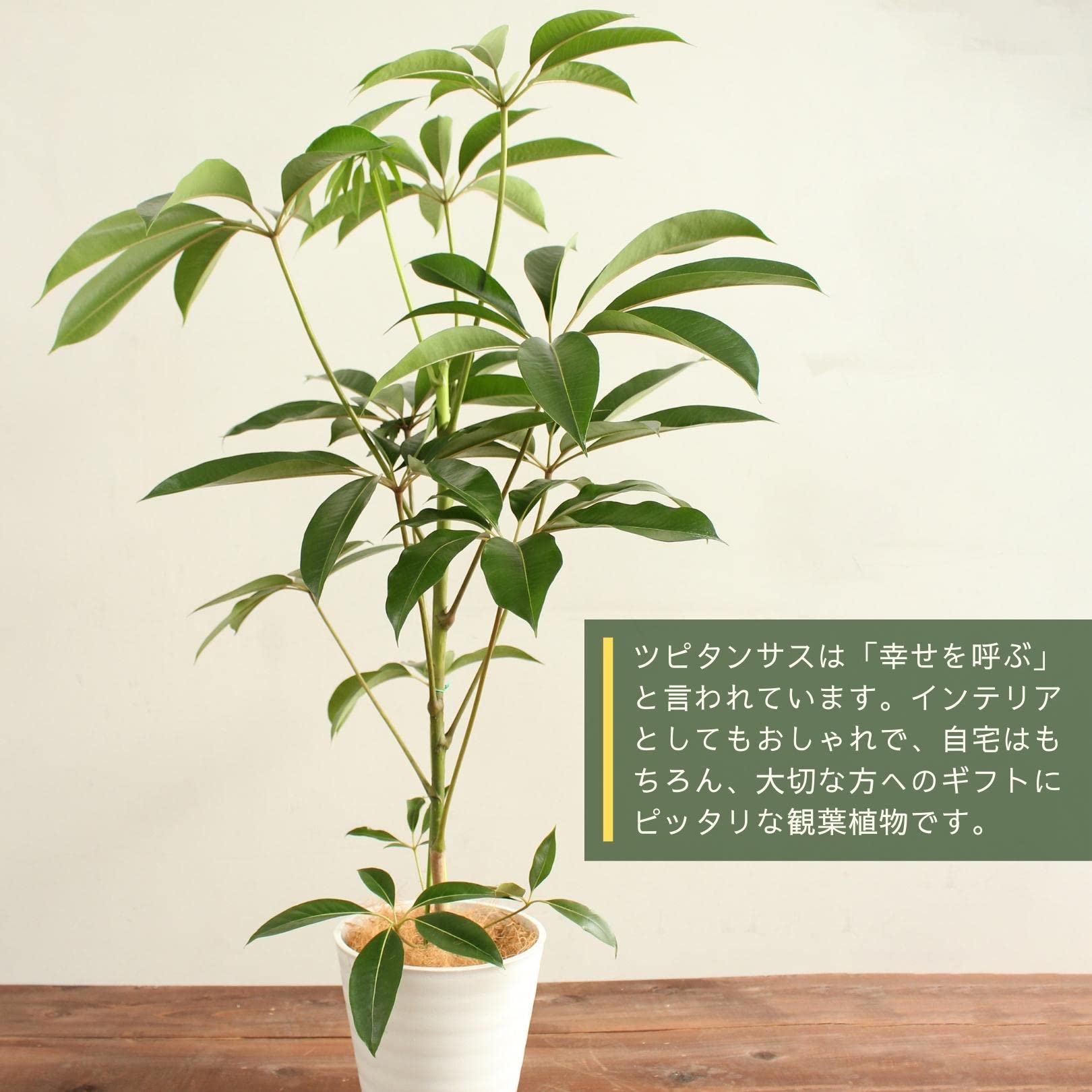 Amazon｜ツピタンサス 8号 受け皿付 【観葉植物 本物 シェフレラ