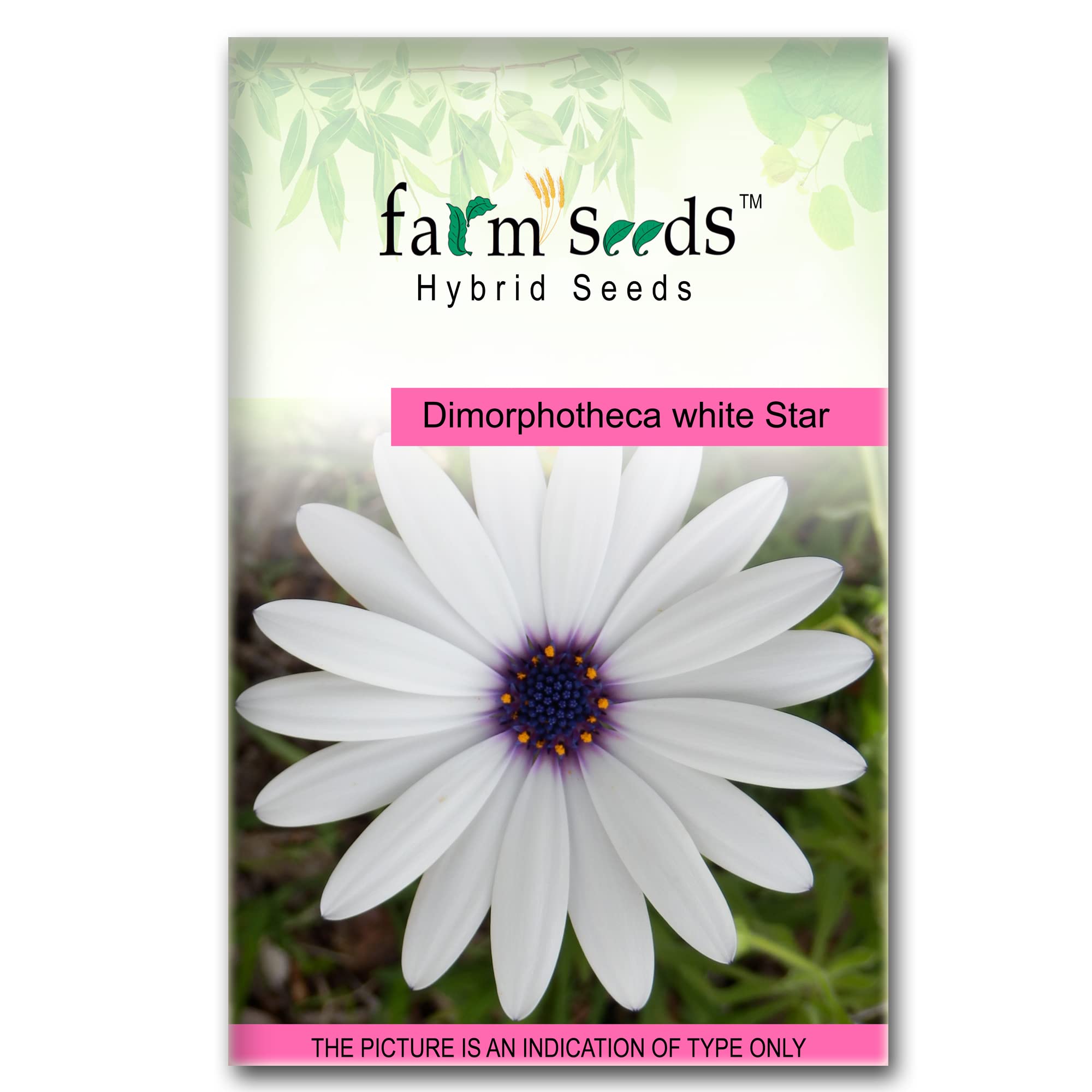 FARM SEEDS Dimorphotheca White Star 1 Packet Seeds Seed (100 per packet)