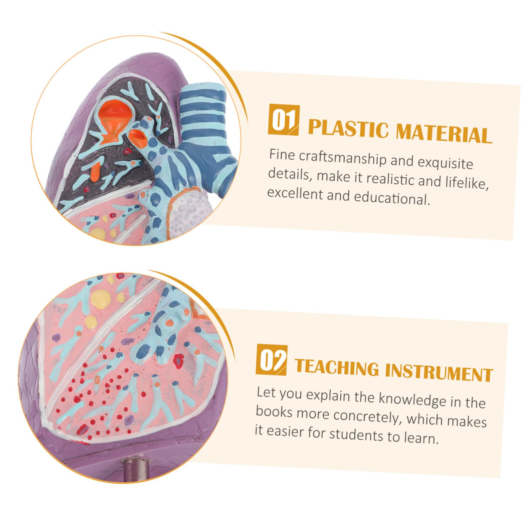 Modèle Pulmonaire D'anatomie Pathologique pour Enseignement Médical