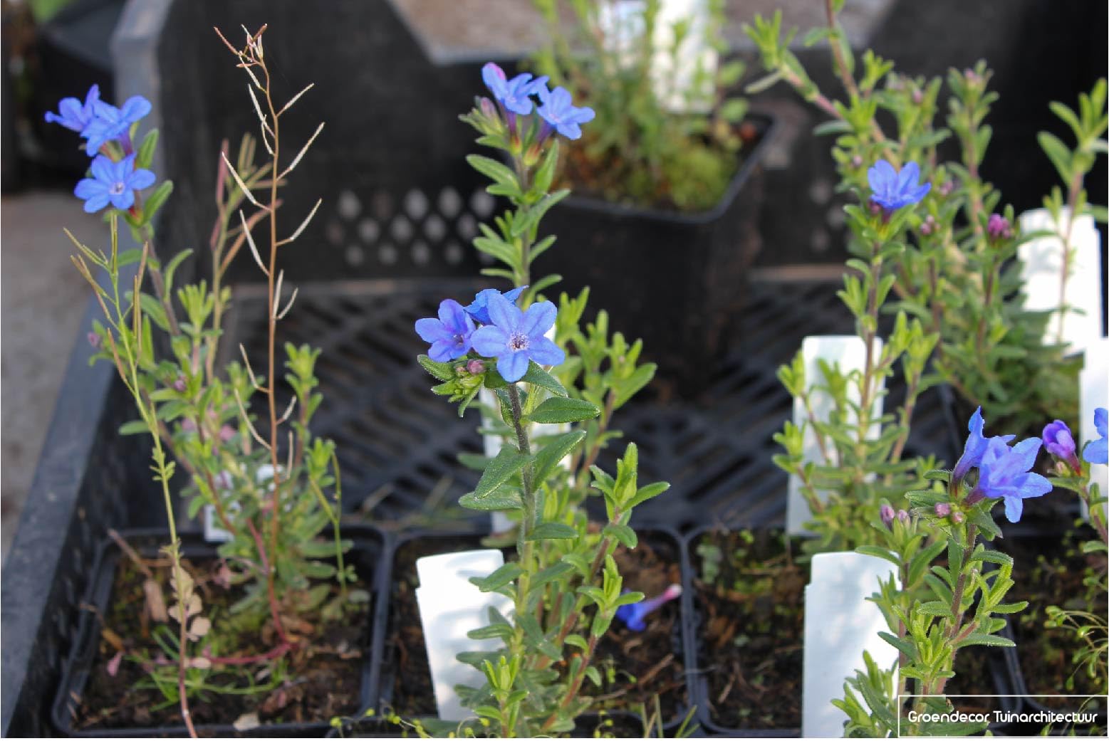 6x Graine de pierre - Lithodora Diffusa 'Heavenly Blue' | 9x9 cm pot