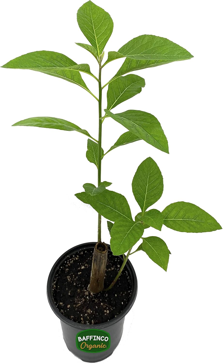 1ft Bitter Leaf (Vernonia Amygdalina) Live Plant Organic