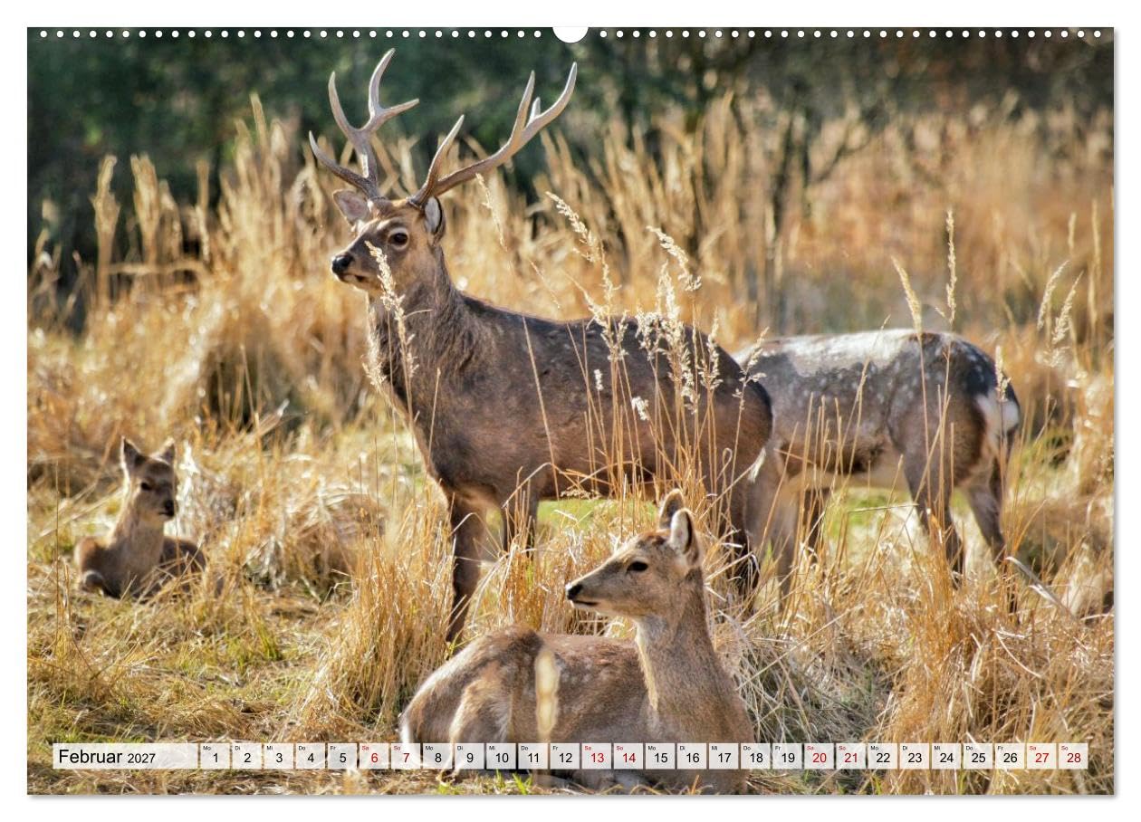 CALVENDO · Sanfte Augenblicke, Faszination Rehe (Kalender 2027) | DIN A2 Querformat · Premium-Wandkalender · Rehe, Eleganz und Sanftmut des Waldes