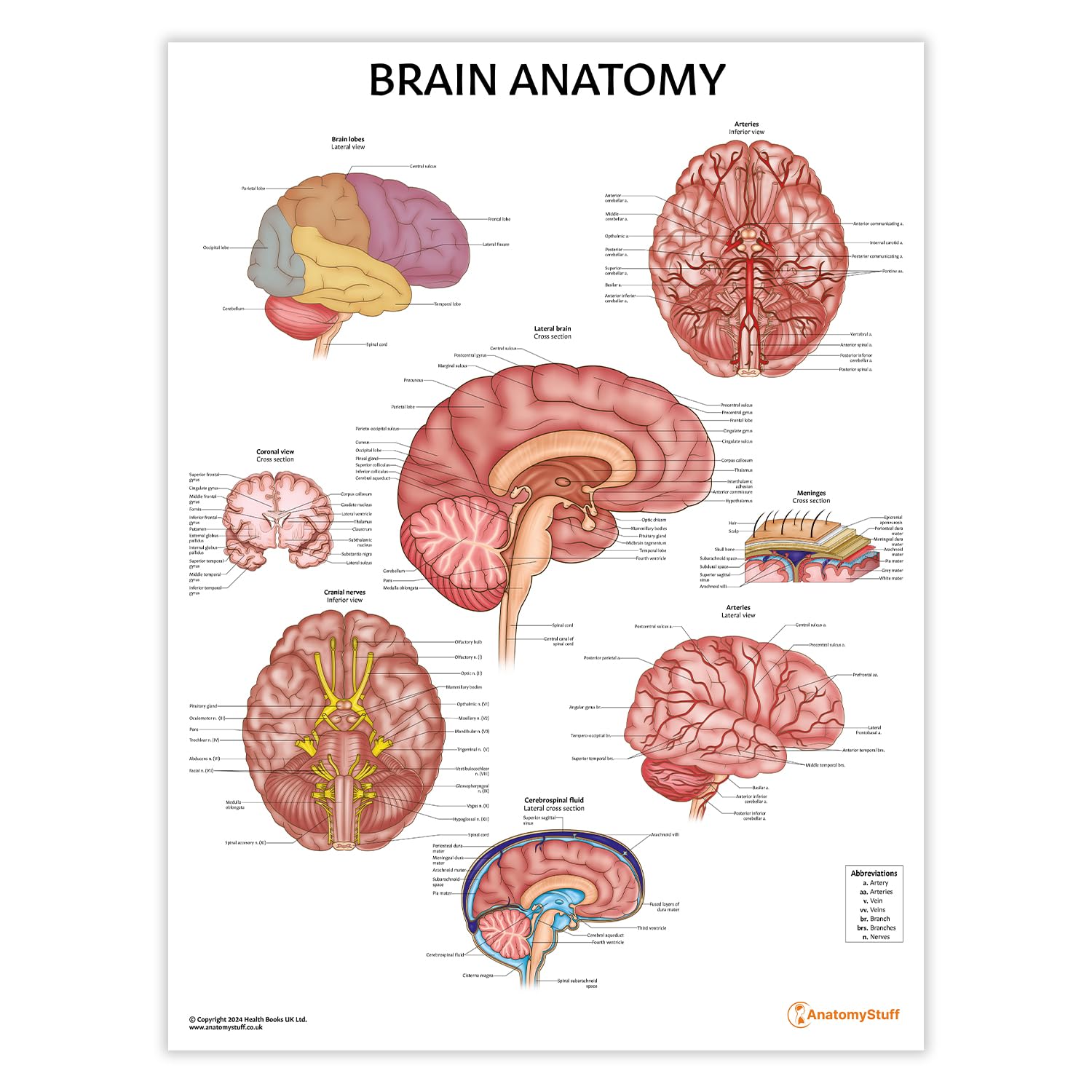 Anatomy Stuff Brain Anatomystuff 2 Pack And Nervous Anatomy Poster Set, 45X60 Cm, Nerves Diagram, Anatomical Chart, Human Anatomy Poster Set (Brain)
