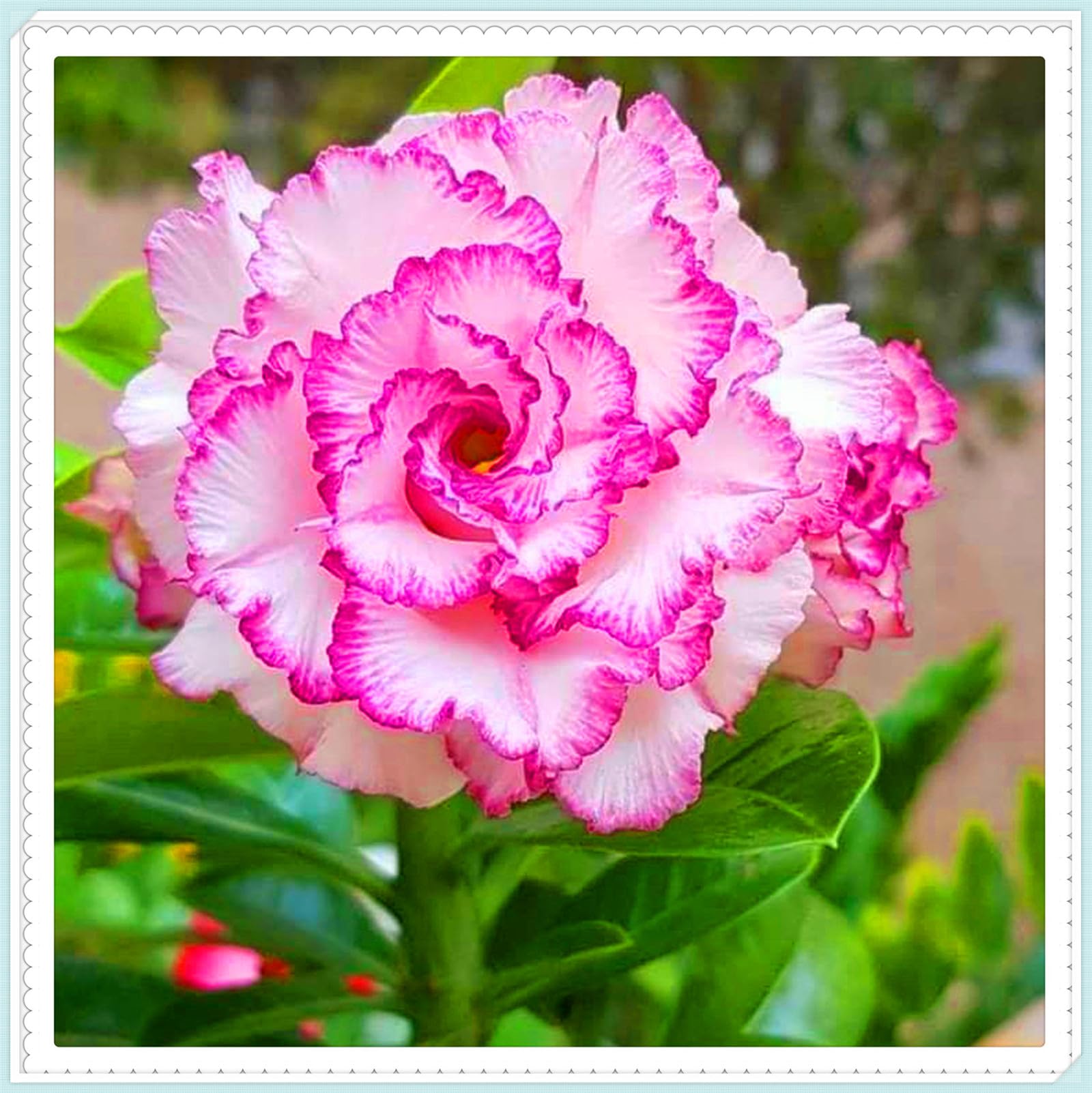 Perennial Desert Rose Tubers, Cold-Hardy & Drought-Tolerant, All Season Flowering, Suitable for Planting to Create Attractive Garden Displays-3bulbs-D — image 1
