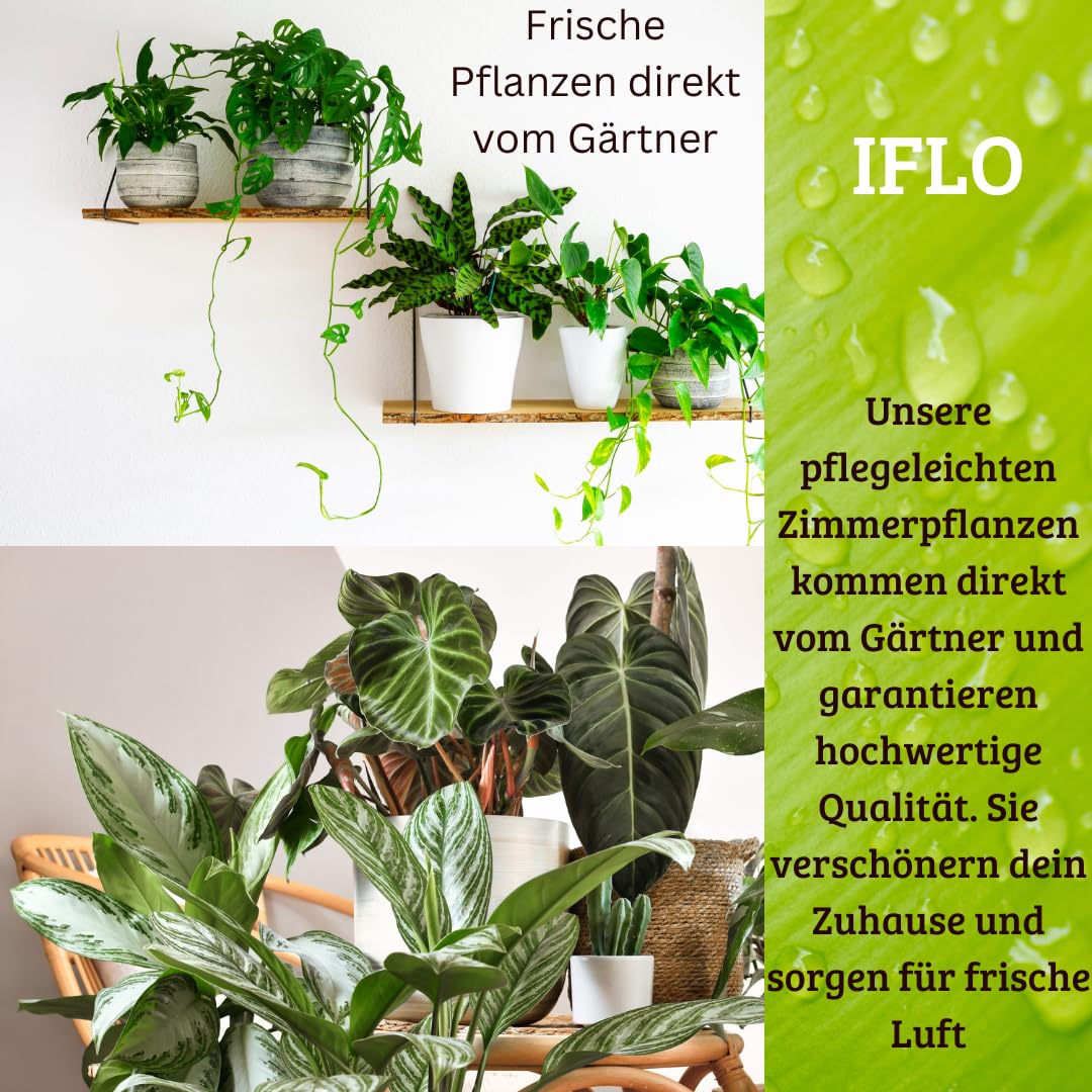IFLO Pflegeleichte Zimmerpflanzen Set  Grne berraschung im 12cm Topf, 5  Pflanzen, 3075 cm hoch  Perfekt fr Wohnzimmer, Schlafzimmer & Bro,  Geschenkidee, Dekoration : Amazon.de: Garten