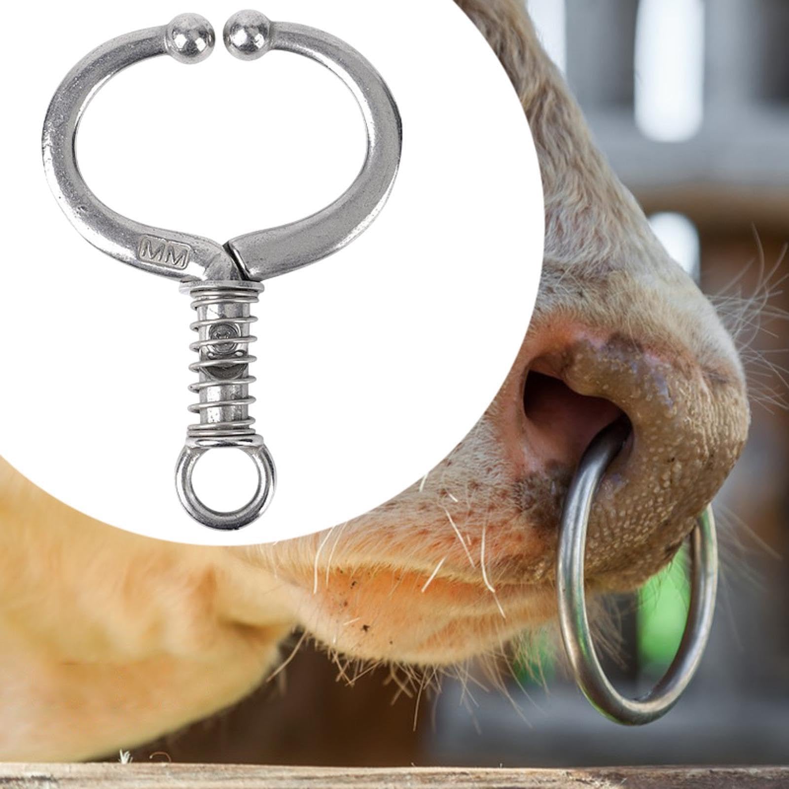 Infinite Health Labs - Orange Power Nutrient Supplement for Show Cattle, Sheep, Goats and Pigs - Appetite Stimulant & Performance Booster - Liquid Formula with B12 & Phosphorus (1 Gallon)