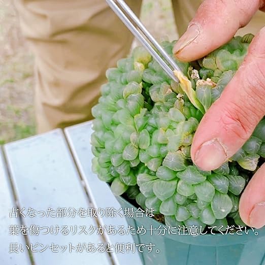 Amazon Co Jp 伊豆シャボテン本舗 ハオルチア オブツーサ 雫石 多肉植物 インテリア 鉢付 インテリア ギフト 砂色 ナチュラル Diy 工具 ガーデン Amazon Co Jp 伊豆シャボテン本舗 ハオルチア オブツーサ 雫石 多肉植物 インテリア 鉢付 インテリア ギフト 砂色 ナチュラル Diy 工具 ガーデン