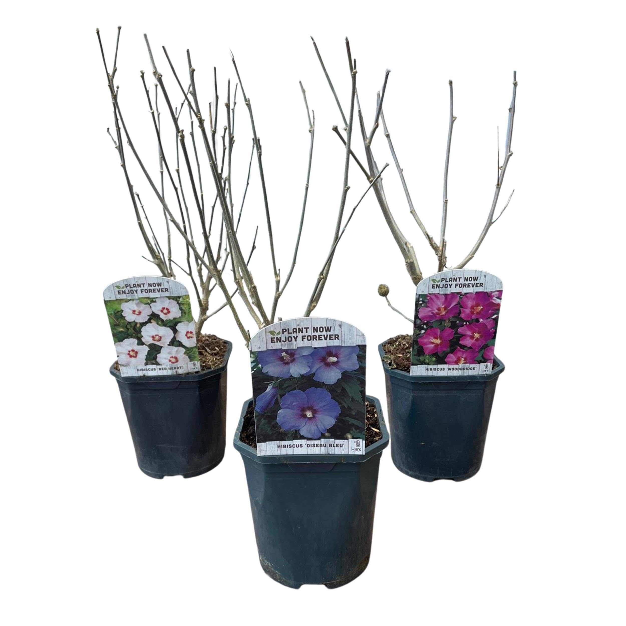 Hibiscus syriacus Tricolour - 3 plantes en Bleu, Rose ou Blanc - Décidu - Peu d'entretien - 35-45cm - Ø18cm - Plante de jardin