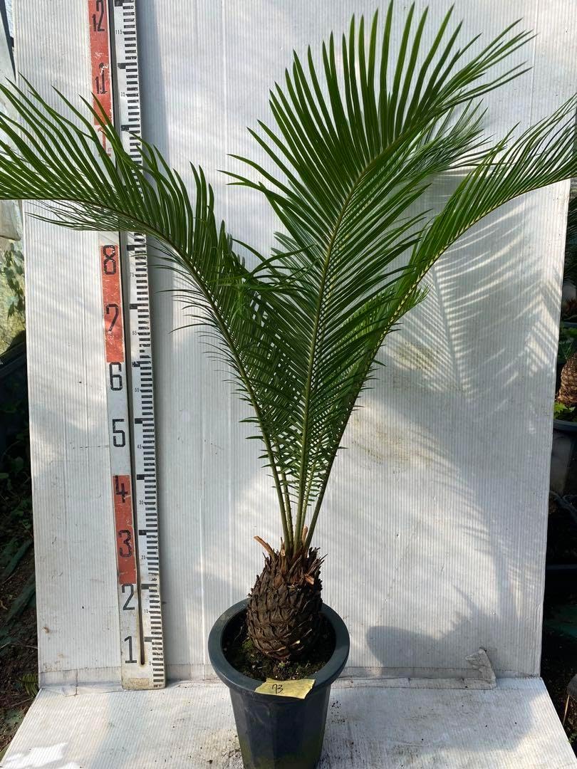 ソテツ 蘇鉄 7号鉢 95